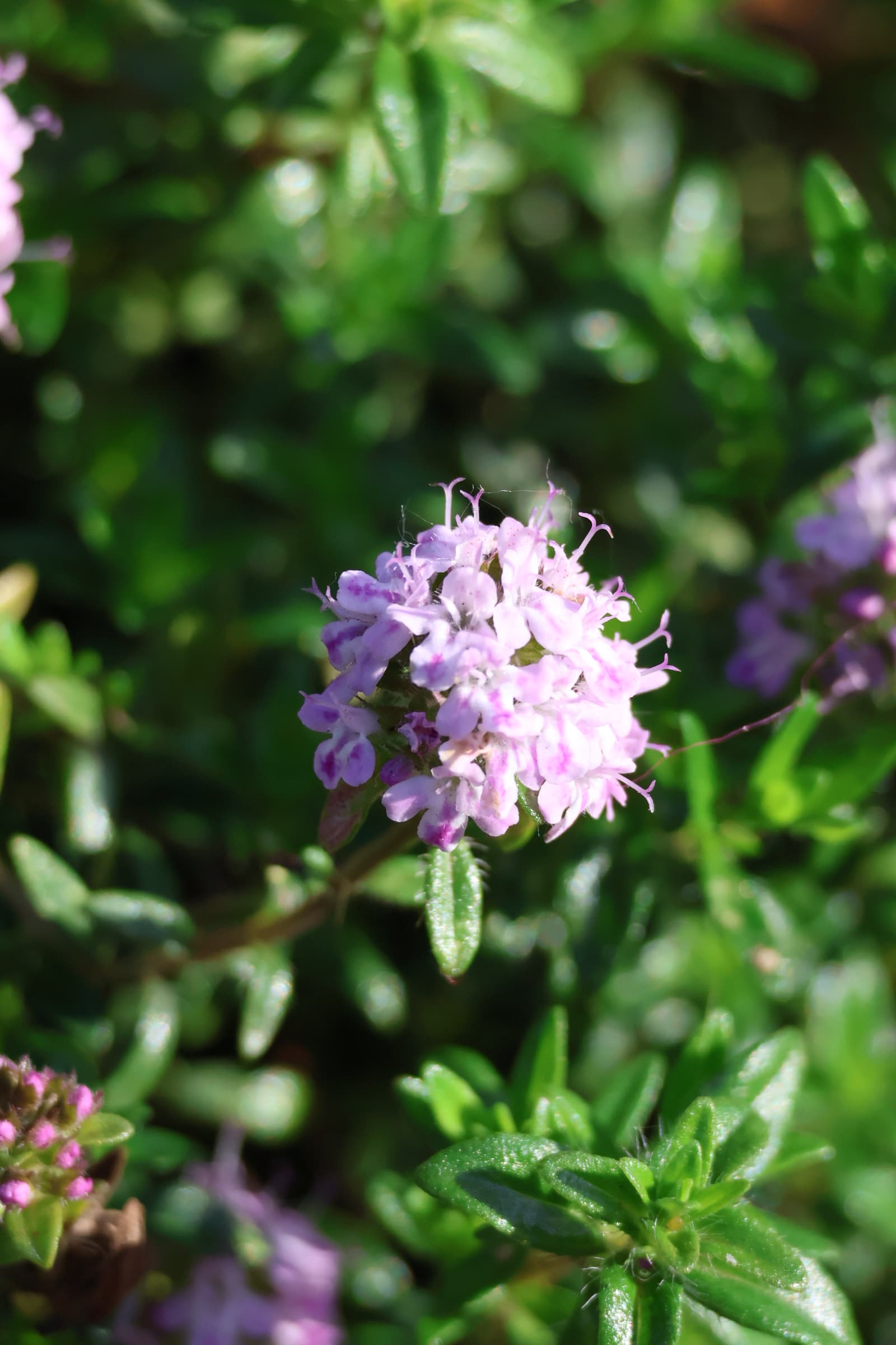 Flower 82