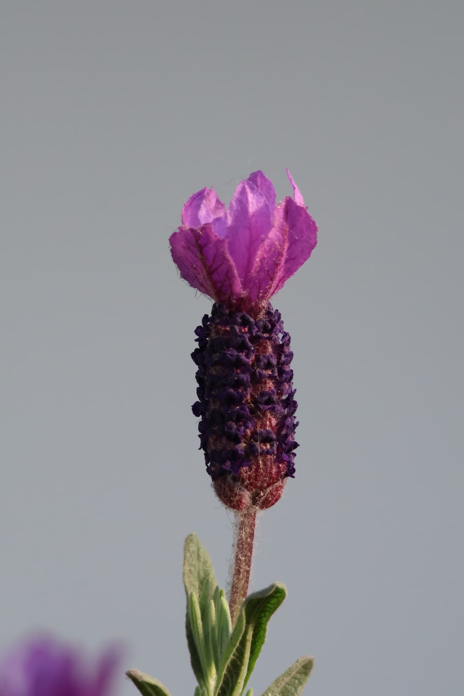 Flower 350