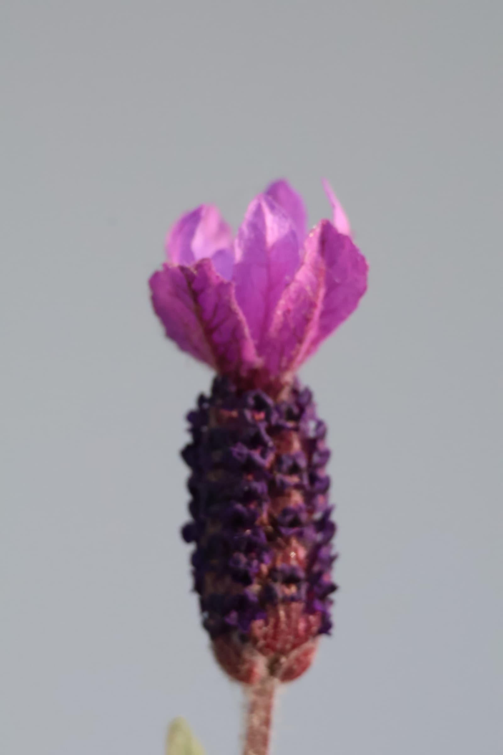 Flower 301
