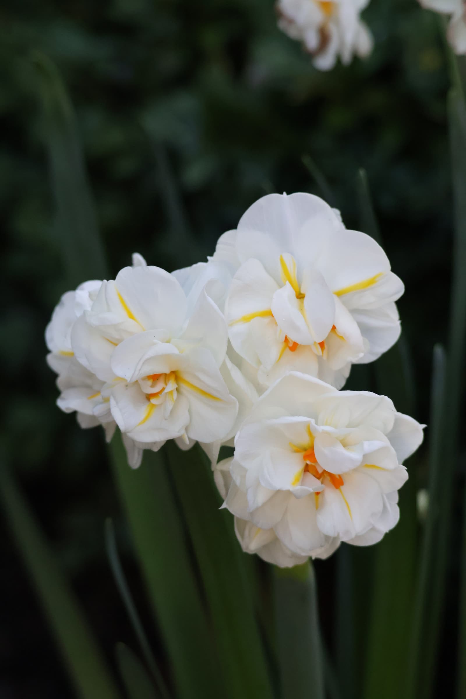 Flower 520