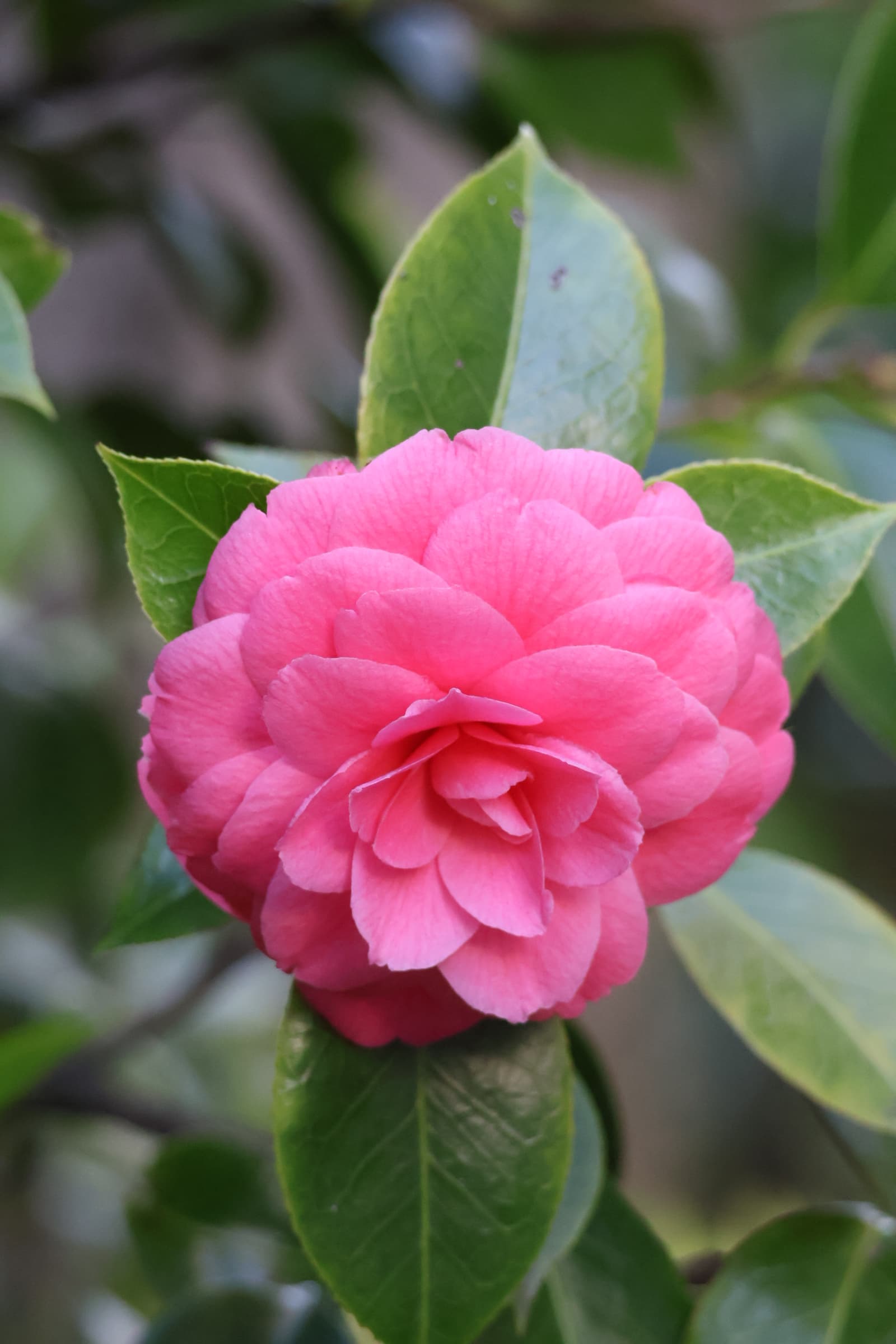 Flower 424