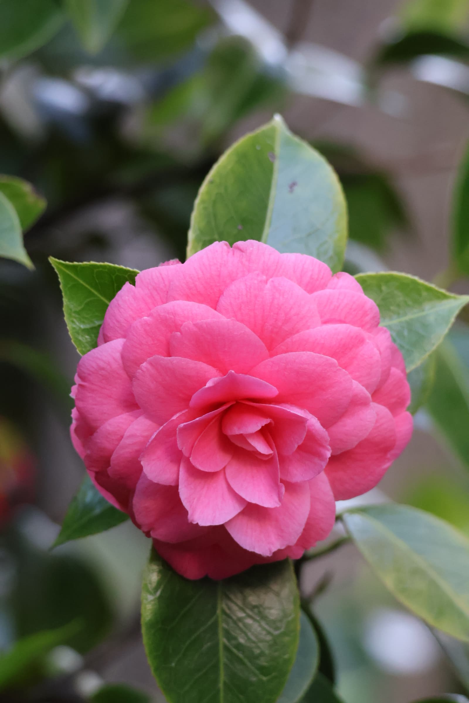 Flower 21