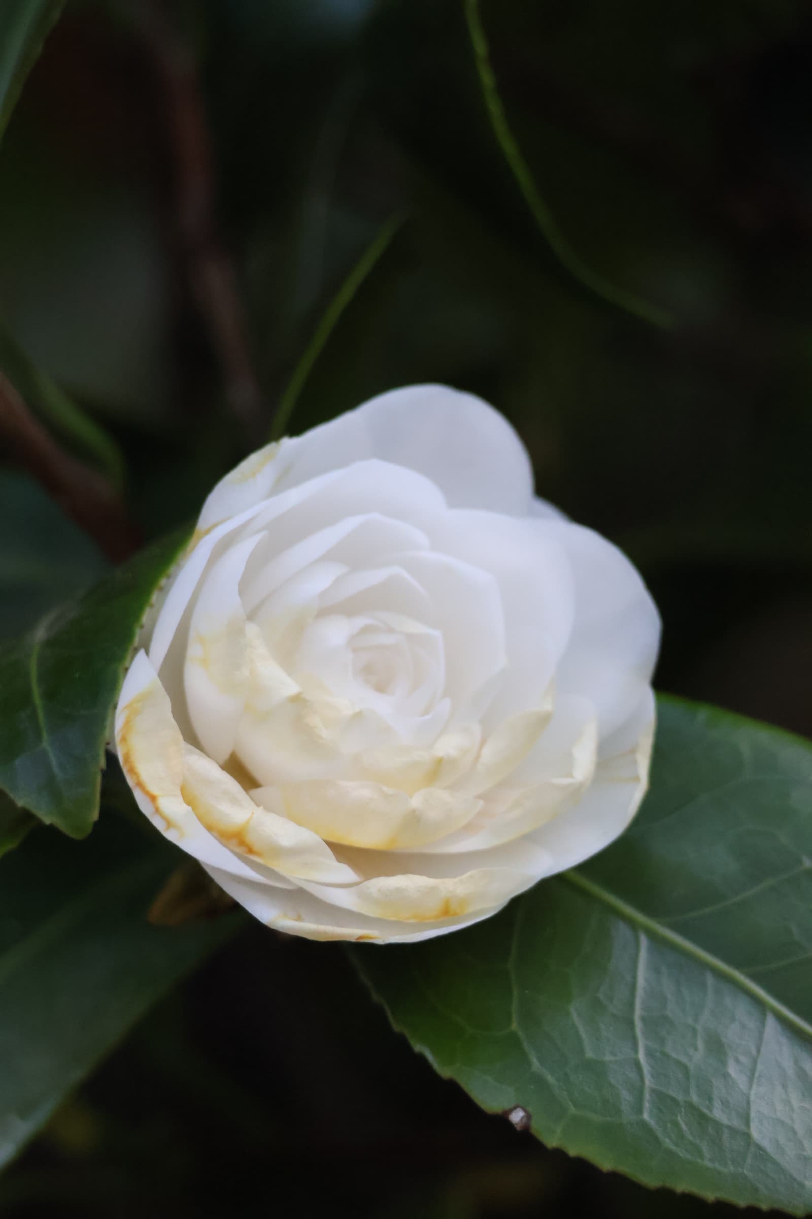Flower 475