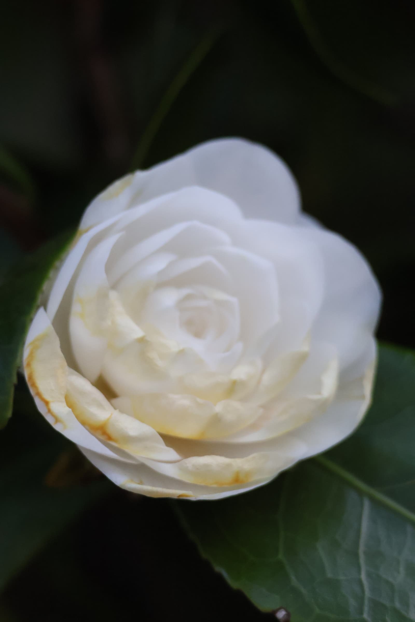 Flower 329