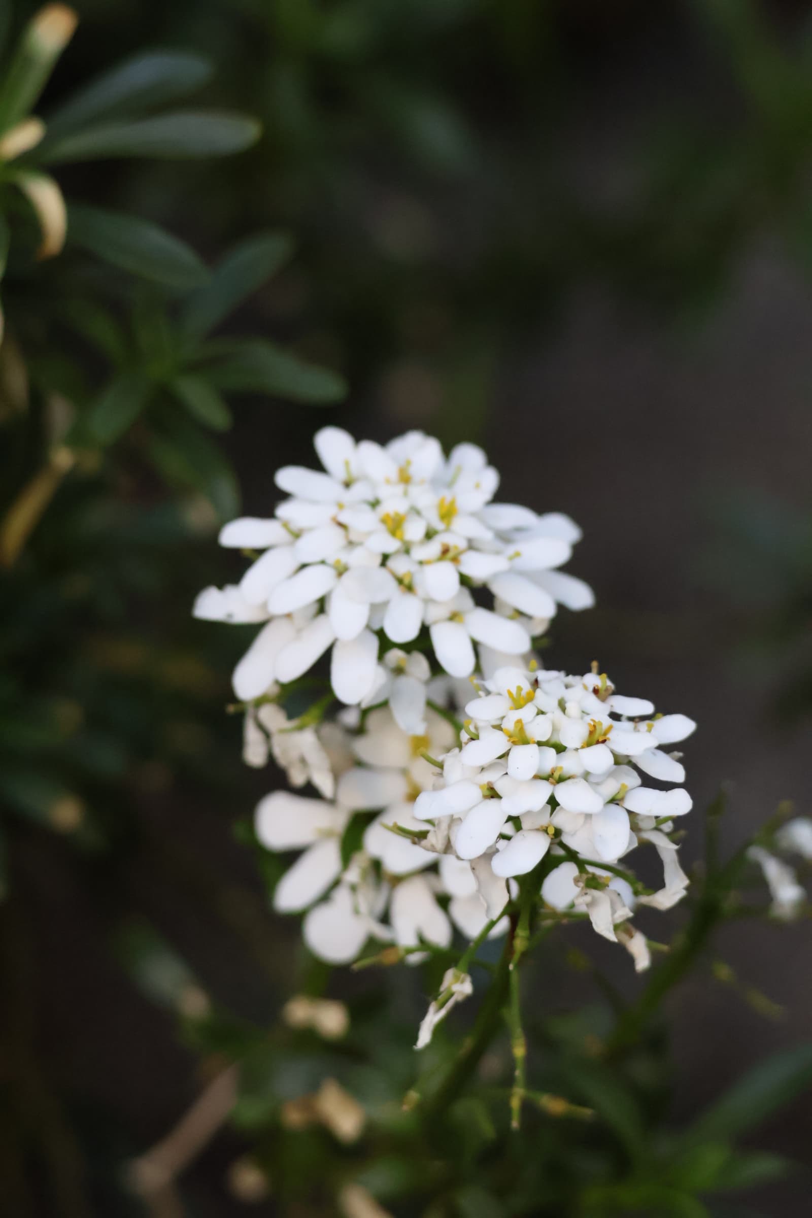 Flower 97