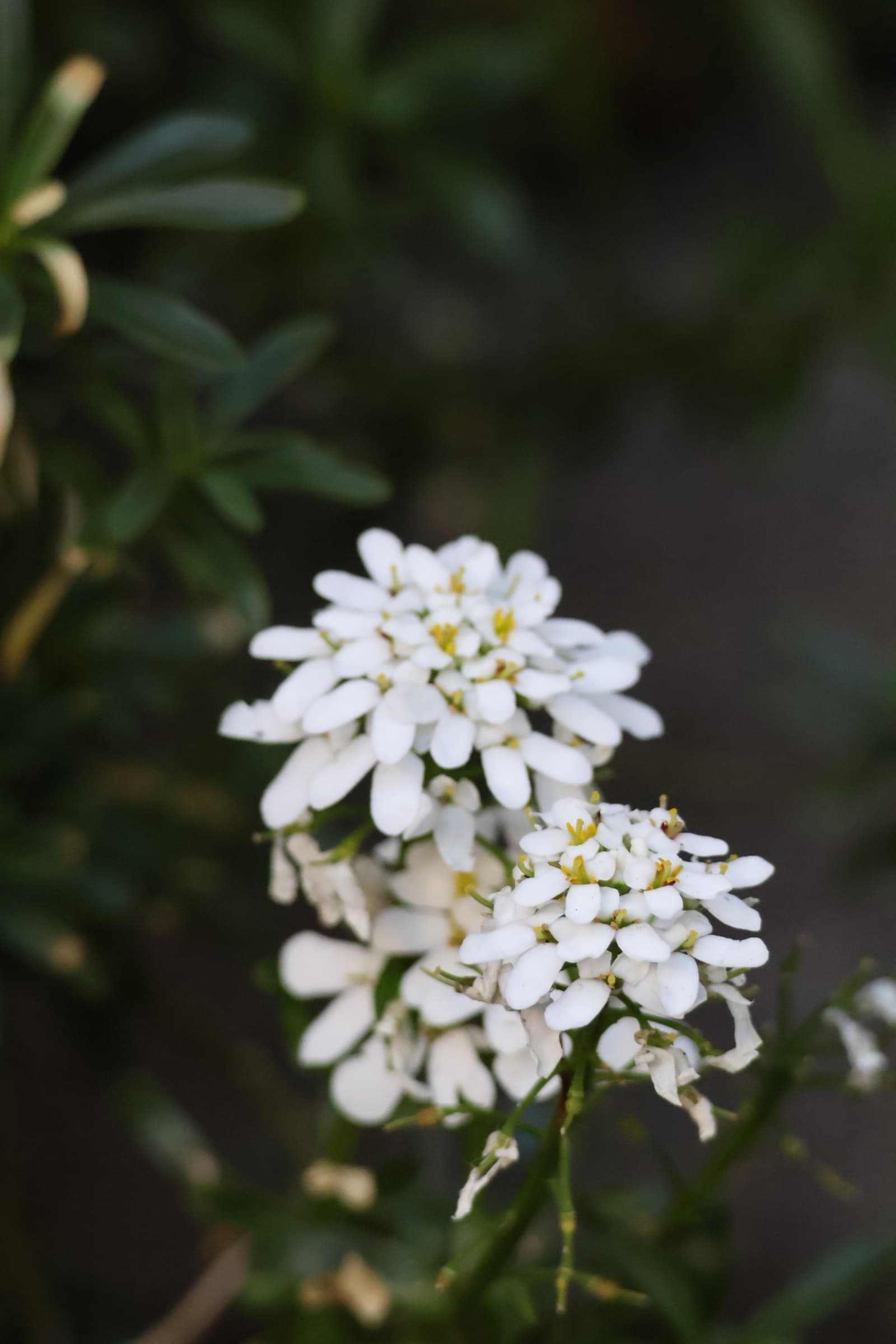 Flower 502