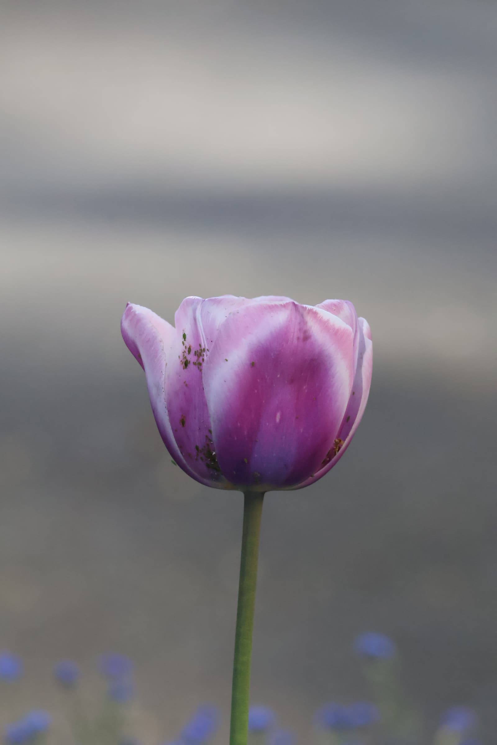 Flower 154
