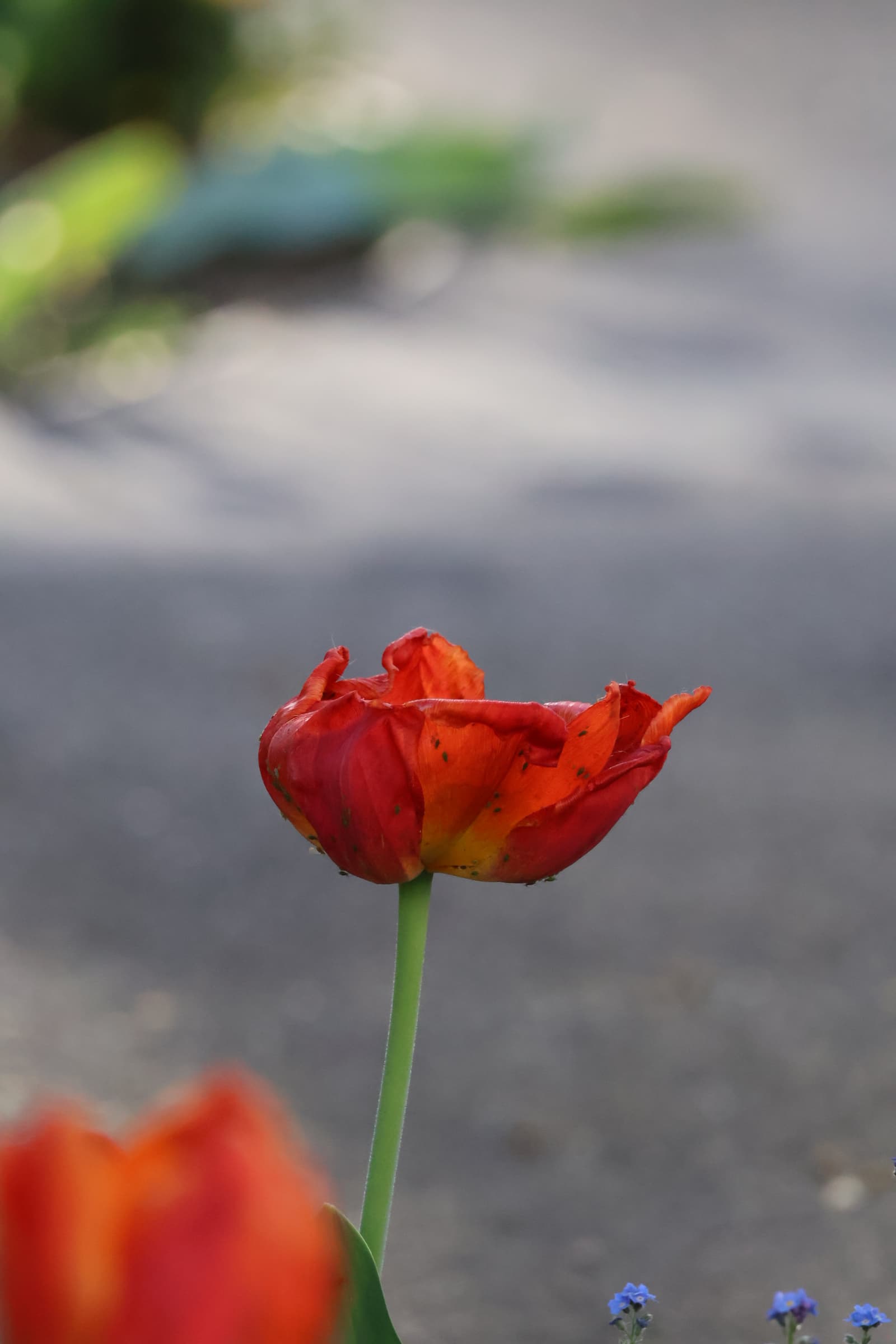 Flower 526