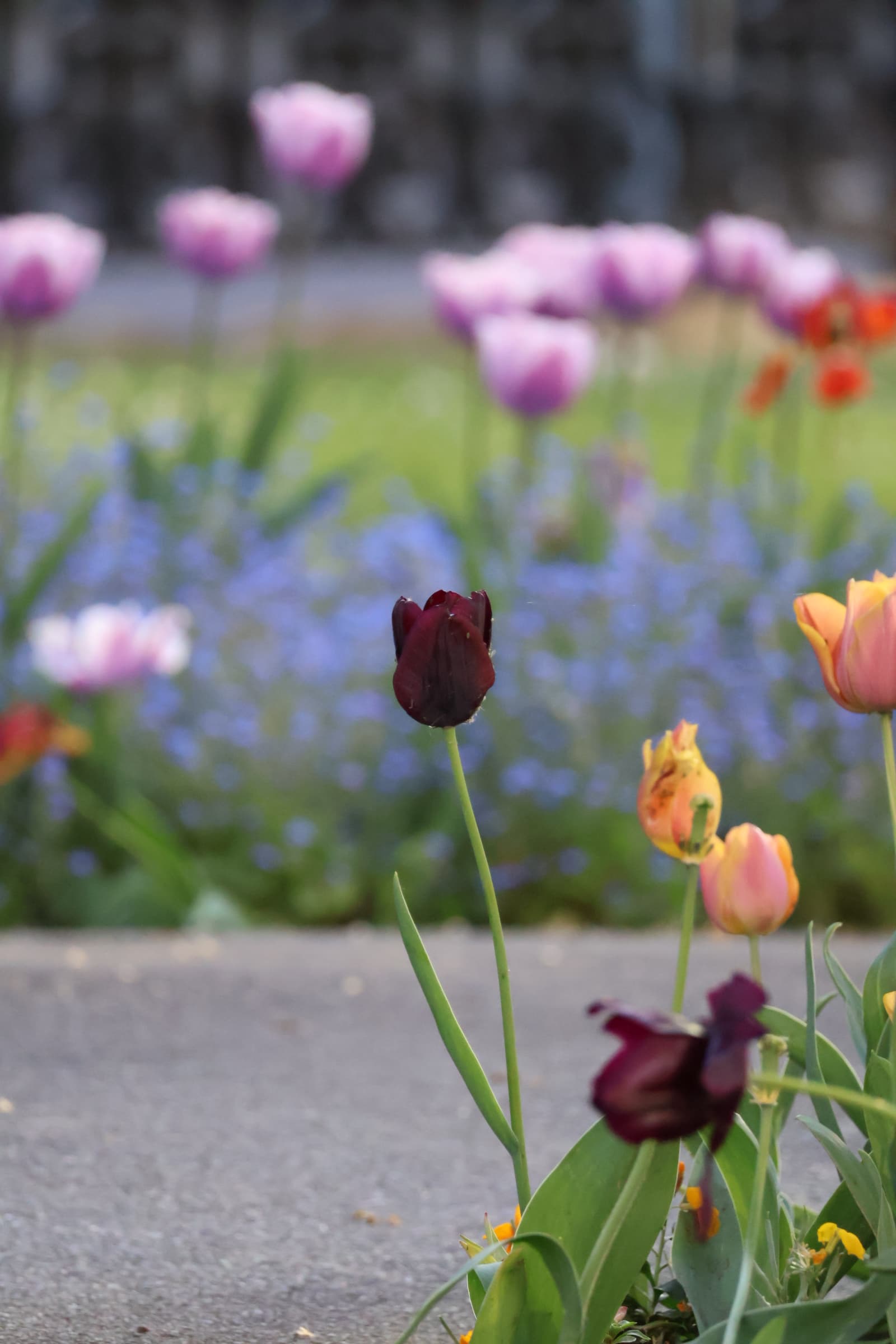 Flower 182