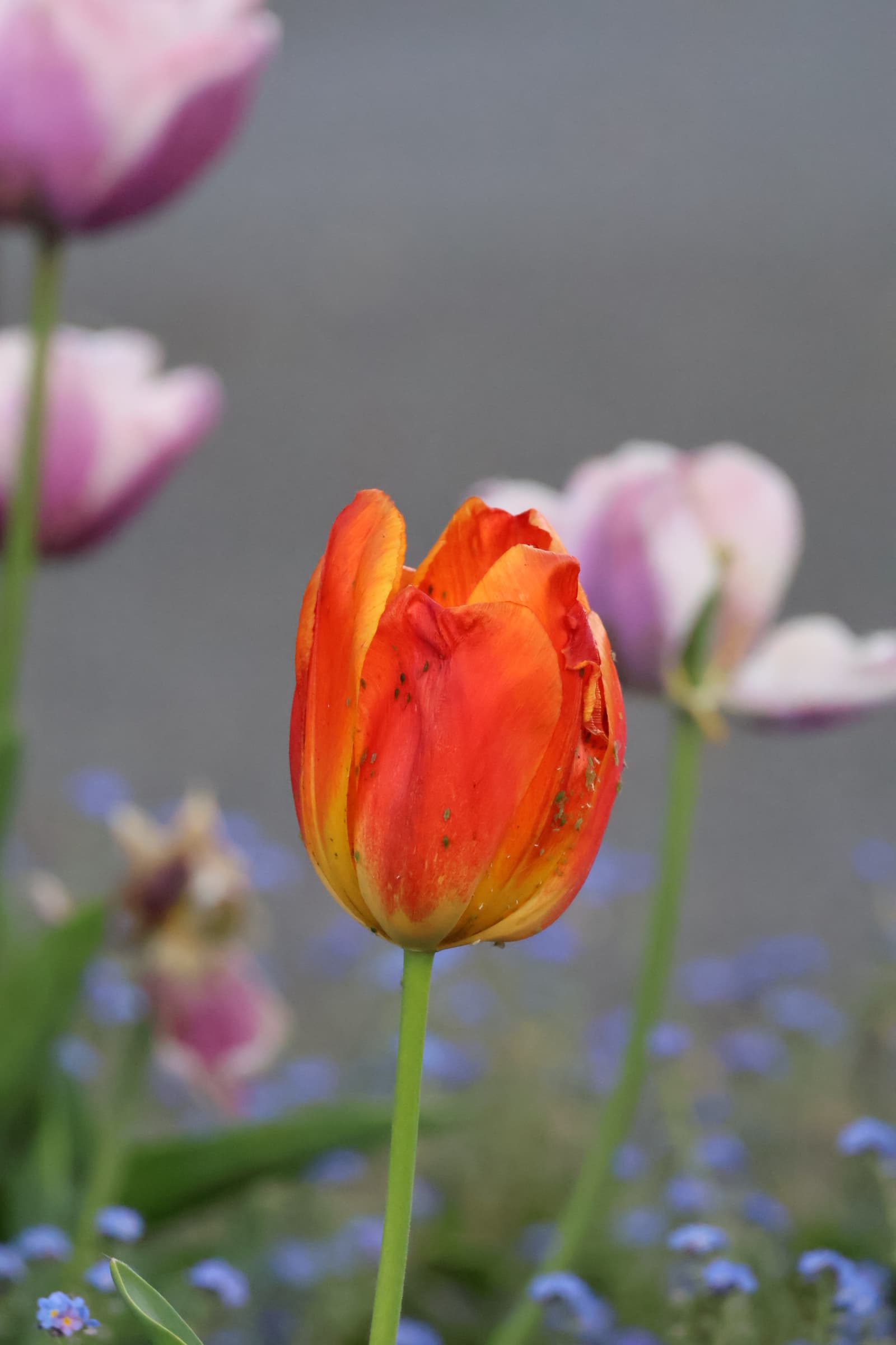 Flower 477