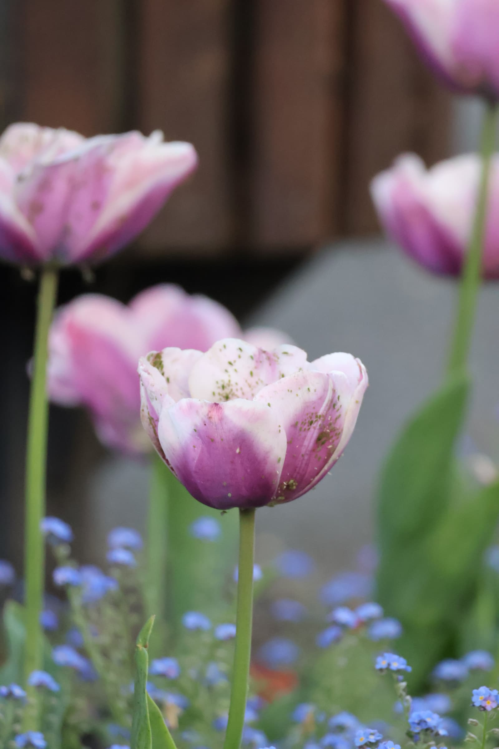 Flower 363