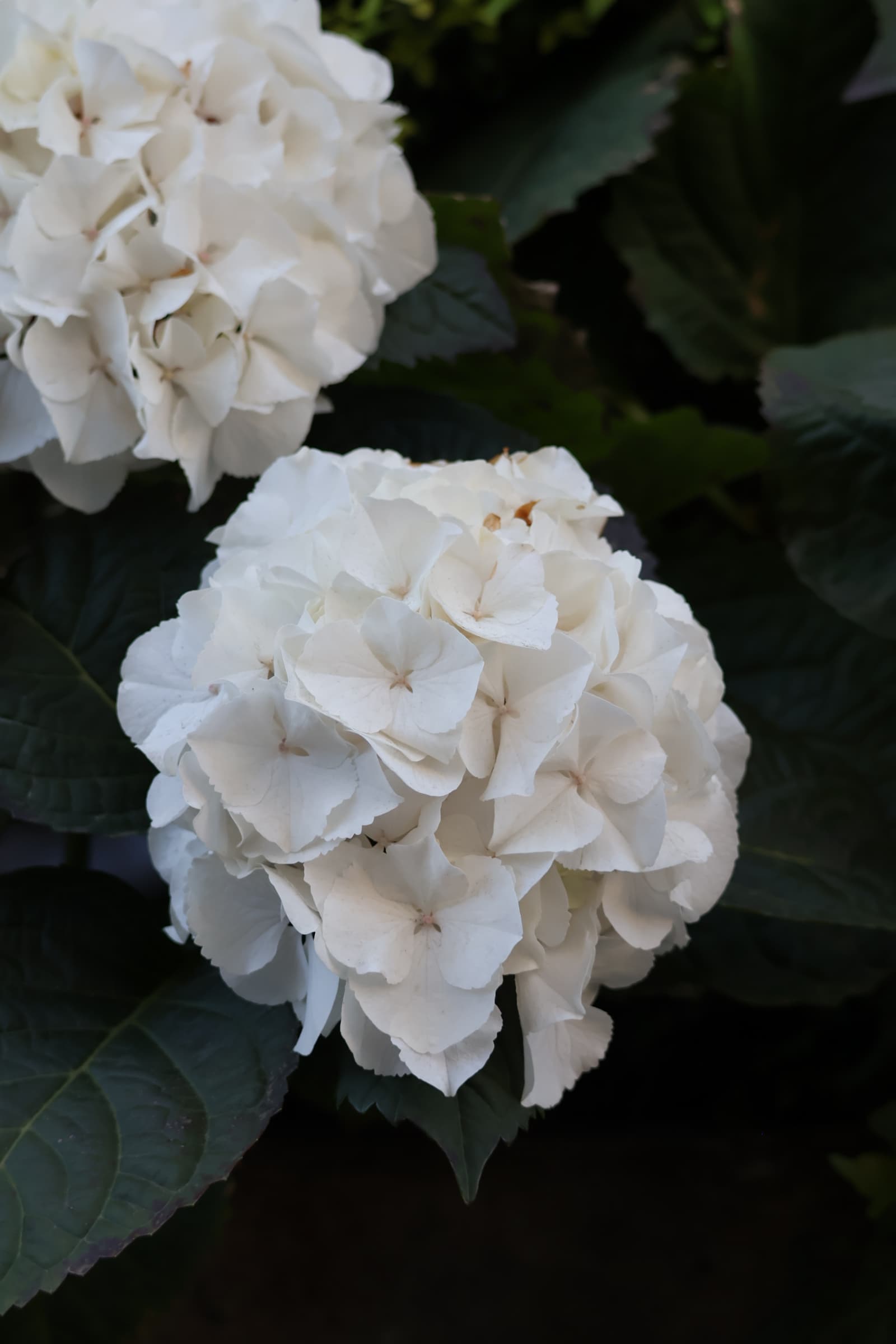 Flower 266