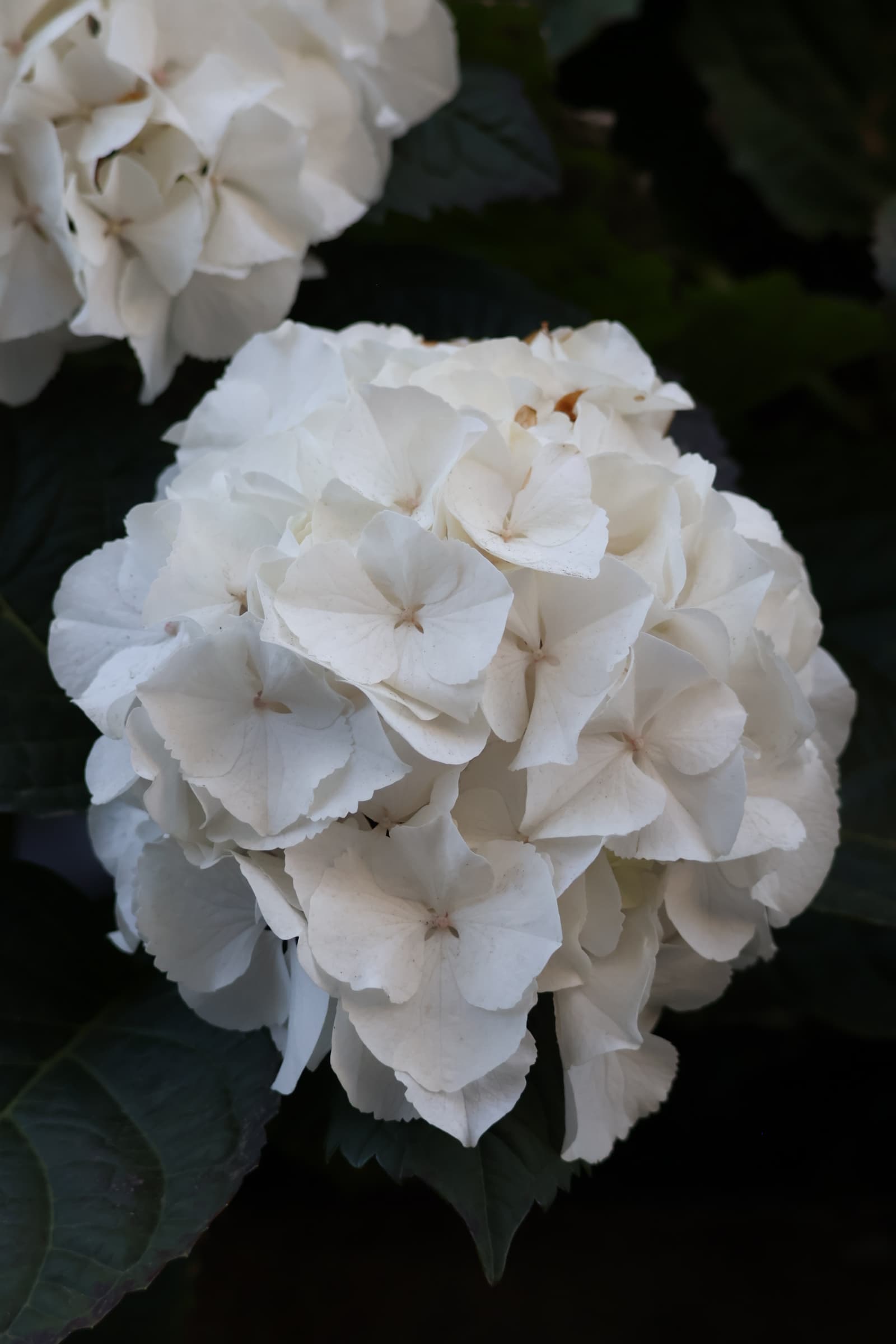 Flower 26