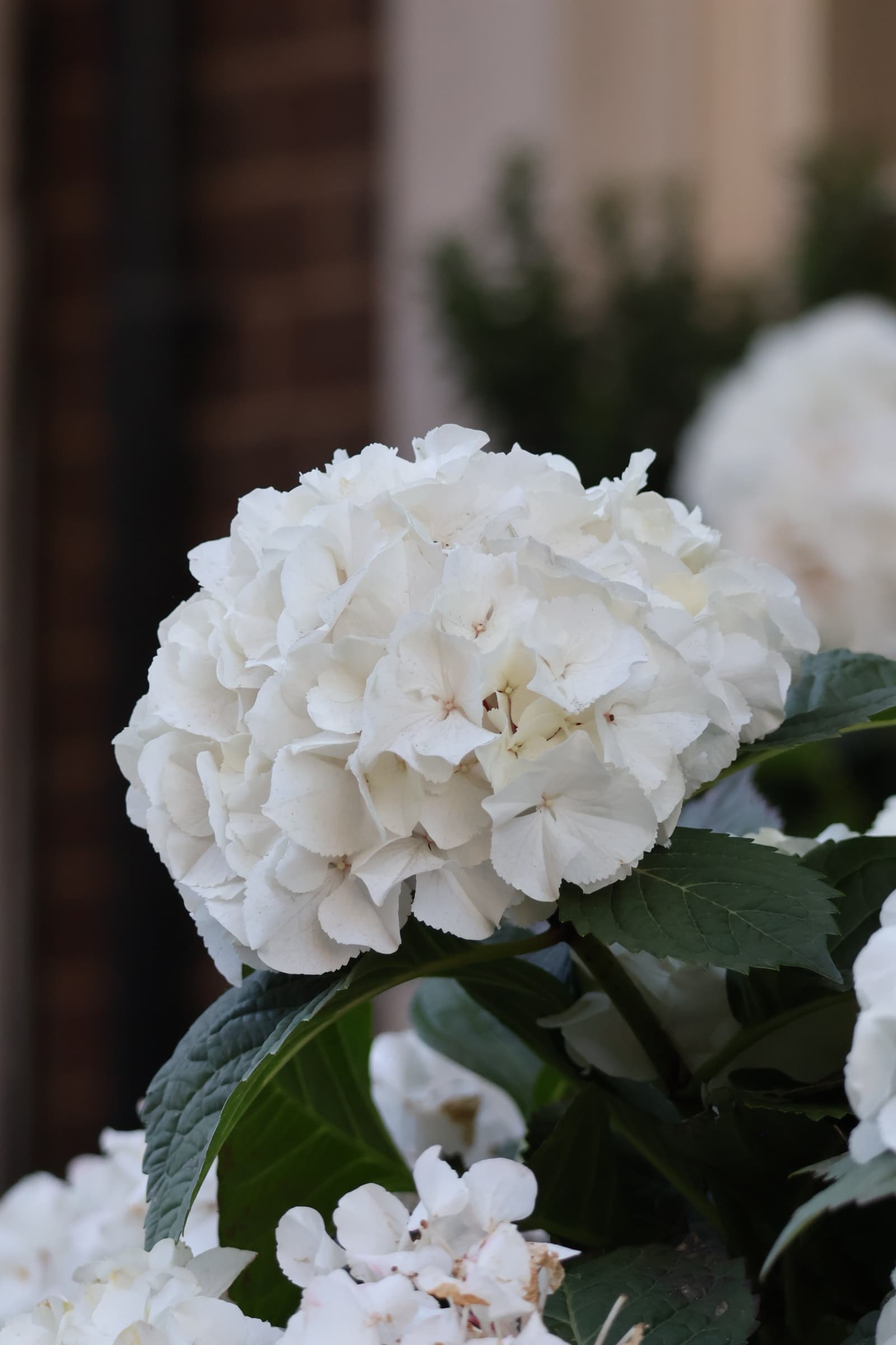 Flower 254