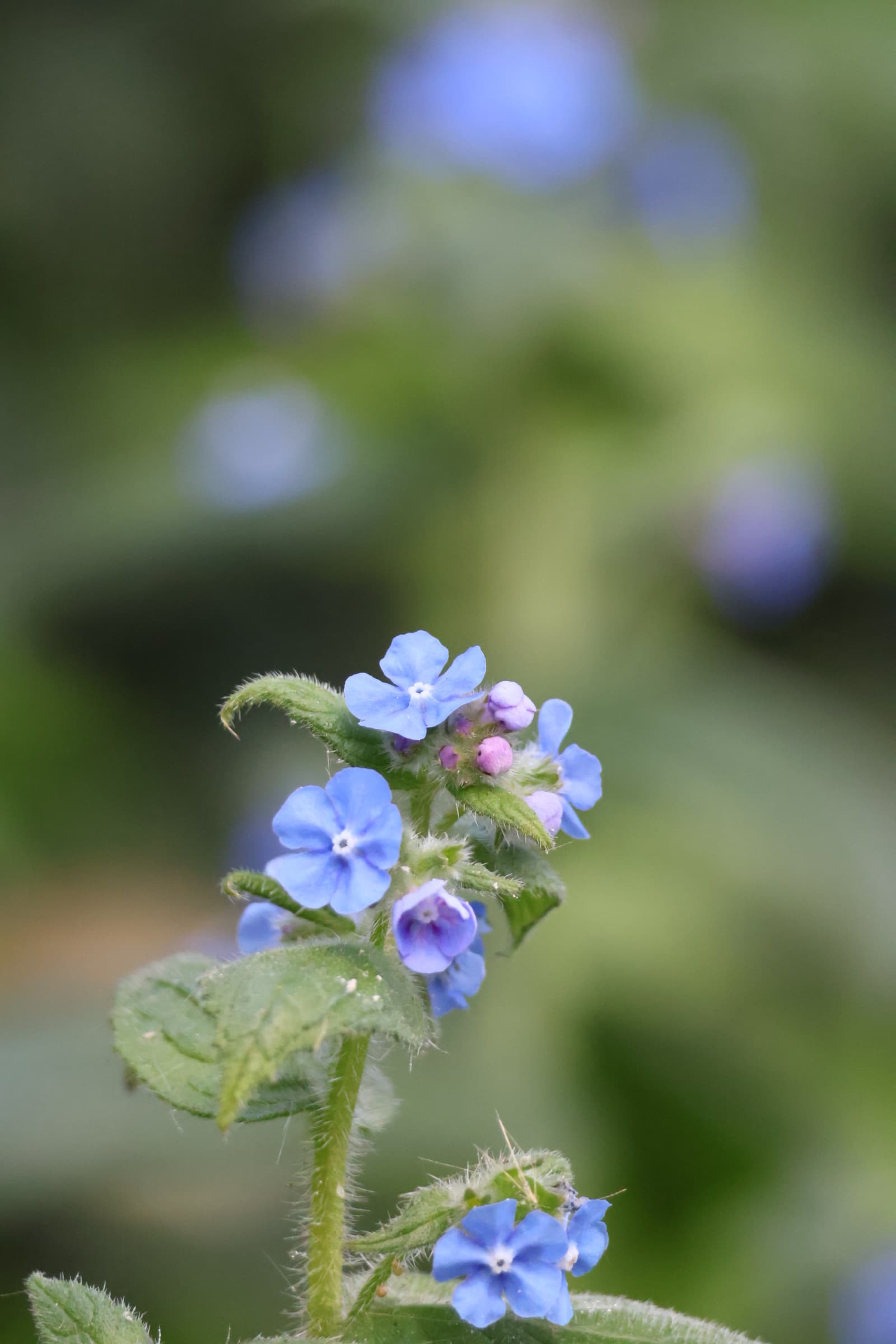 Flower 172