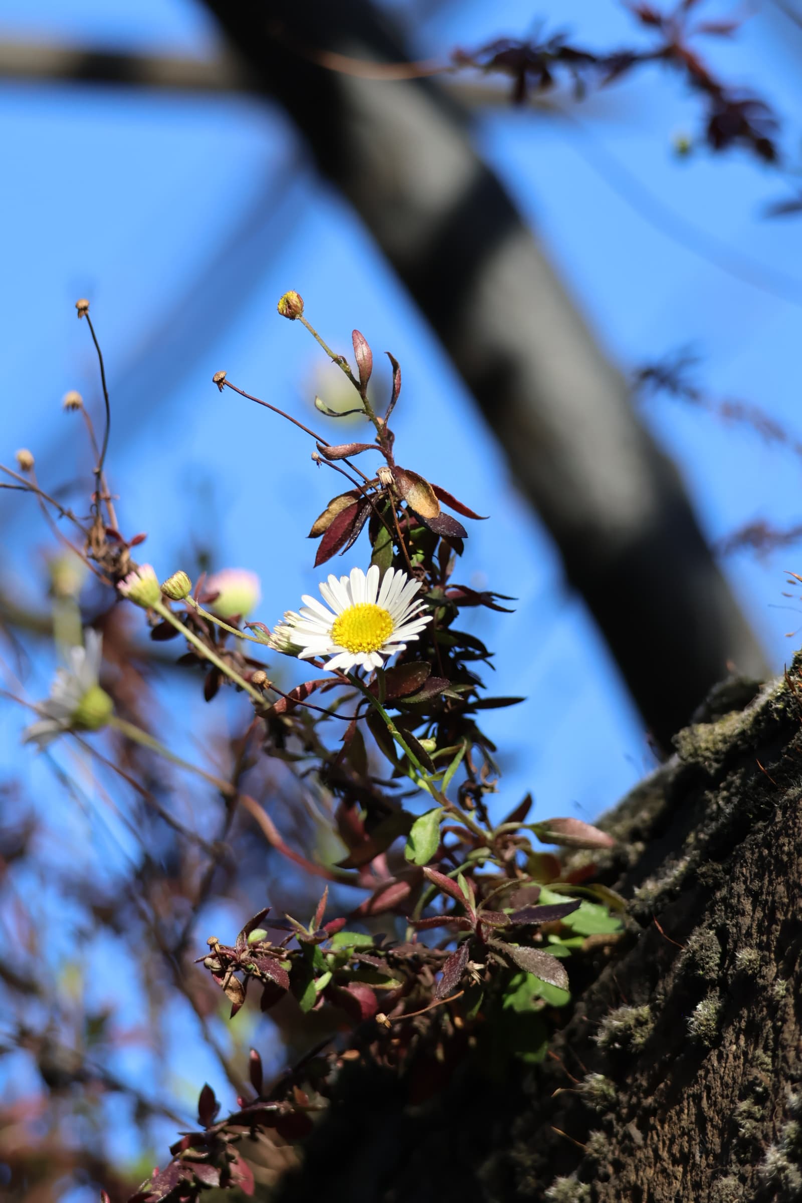 Flower 265