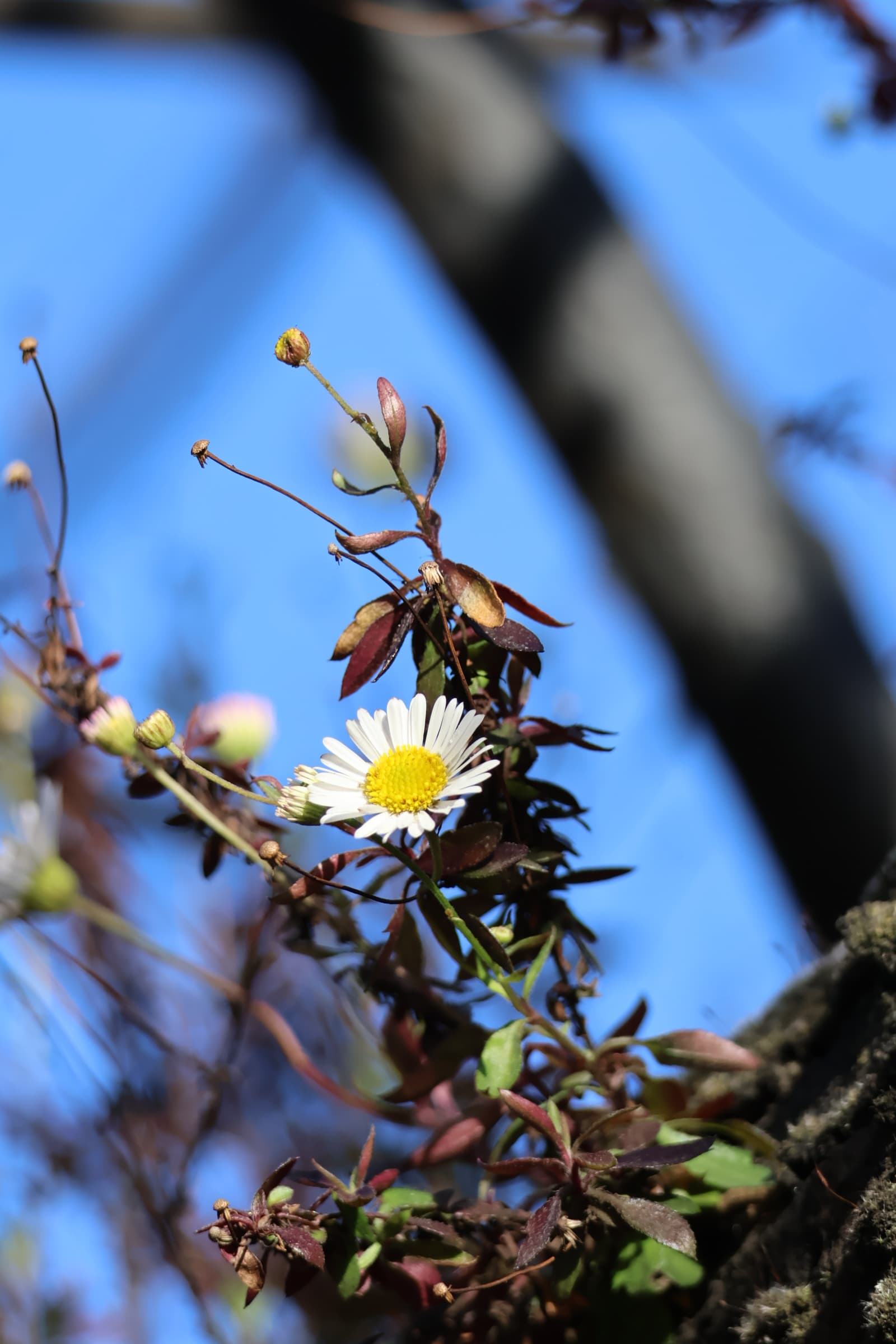 Flower 220