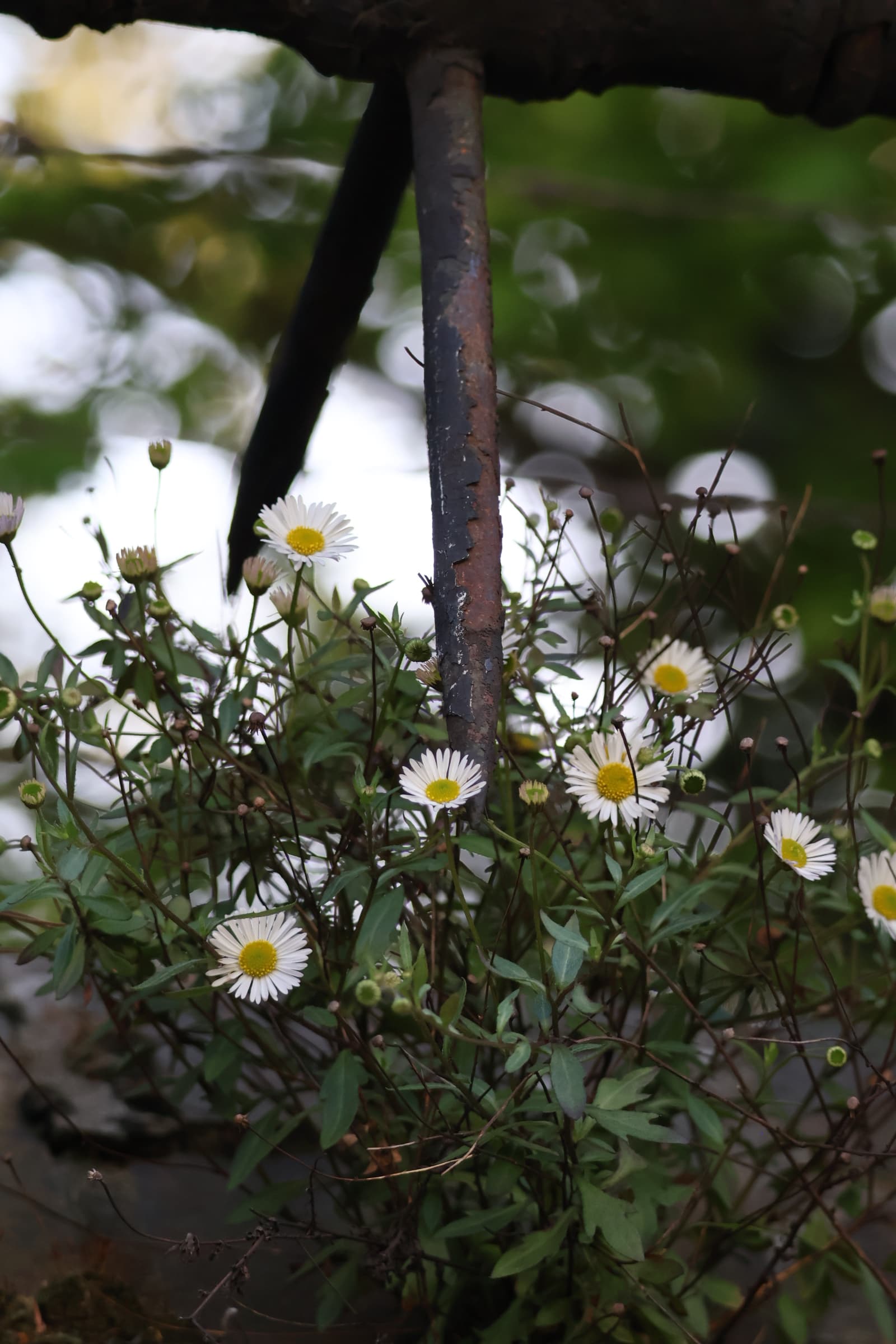 Flower 435
