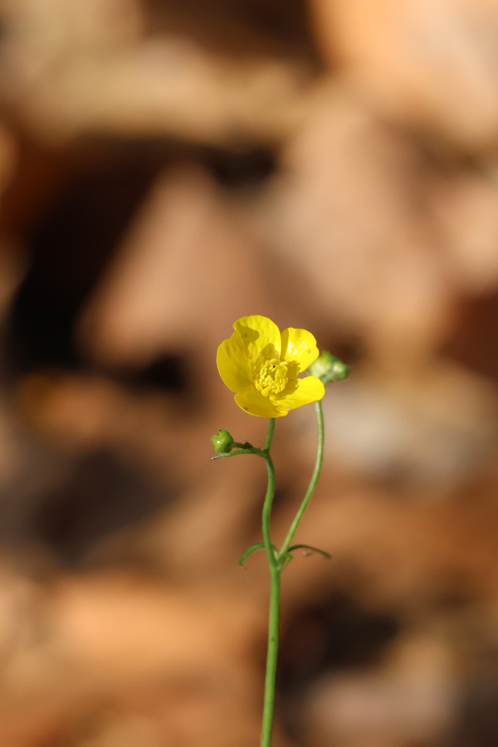 Flower 456