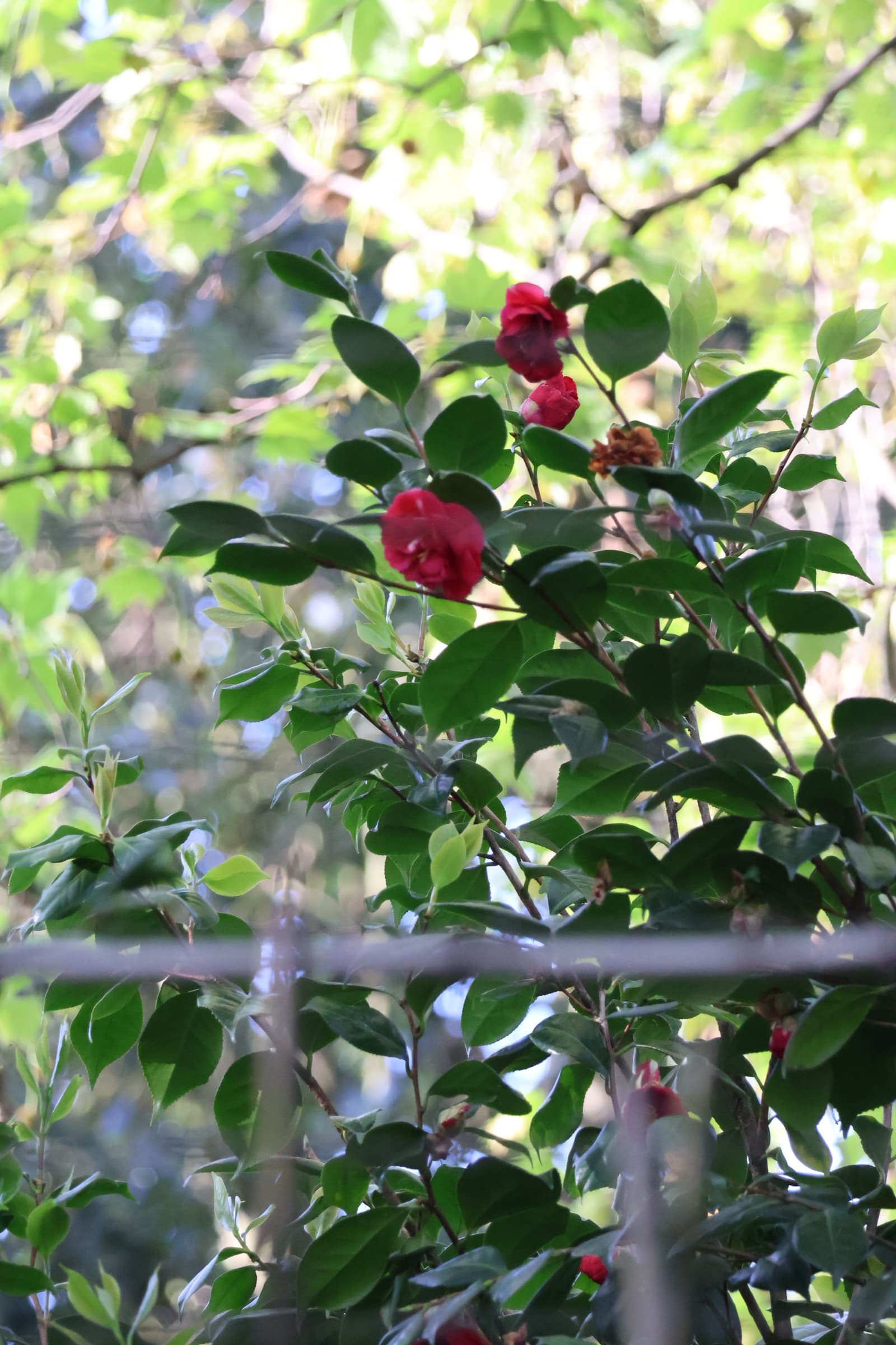 Flower 30