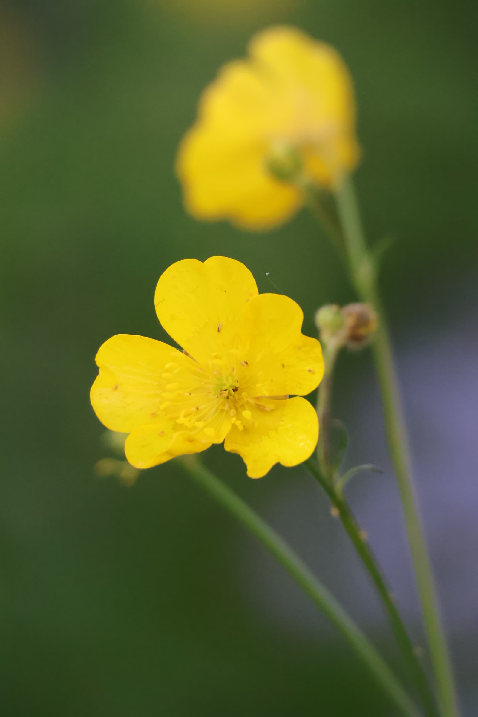 Flower 284