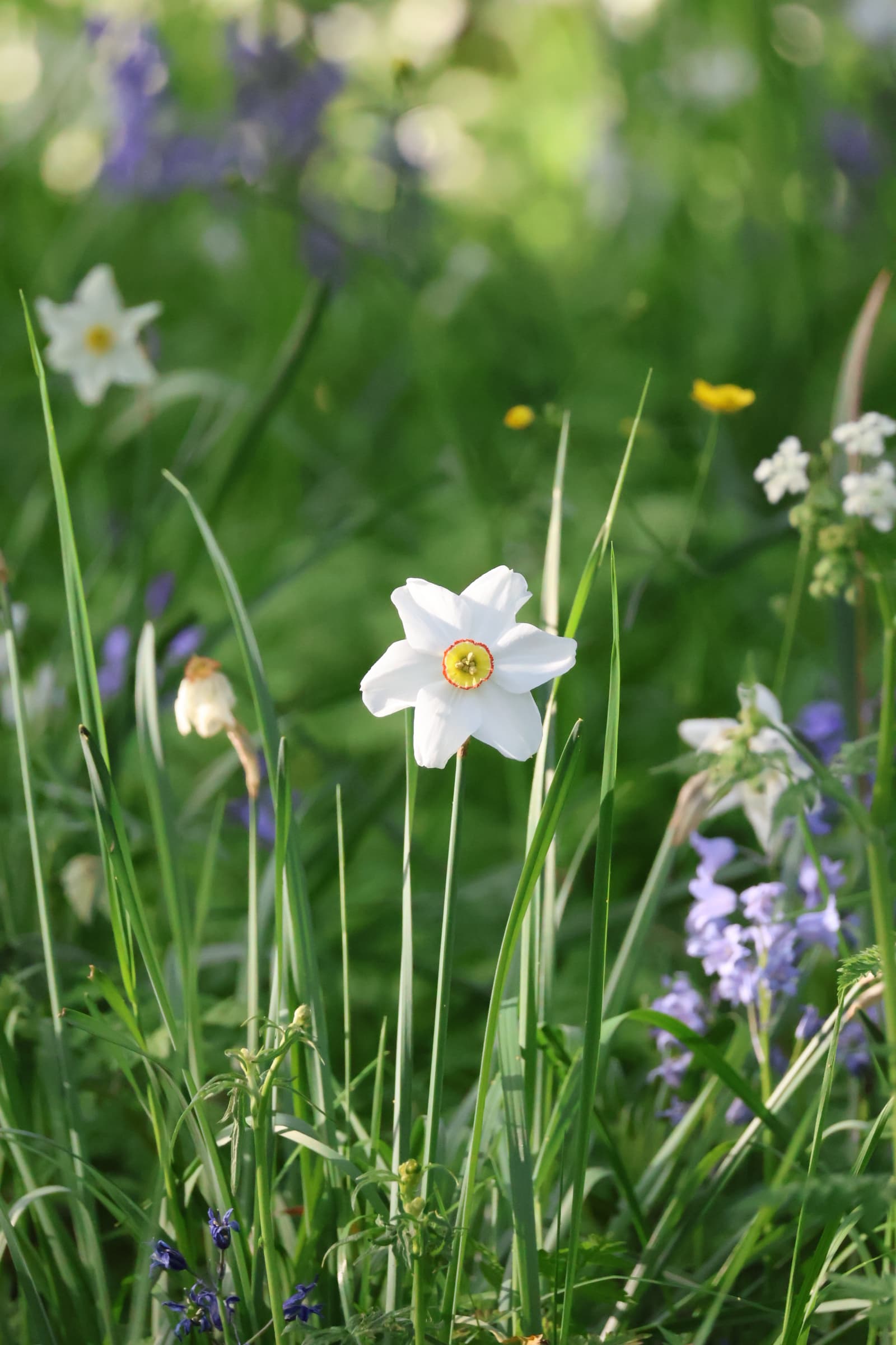 Flower 98