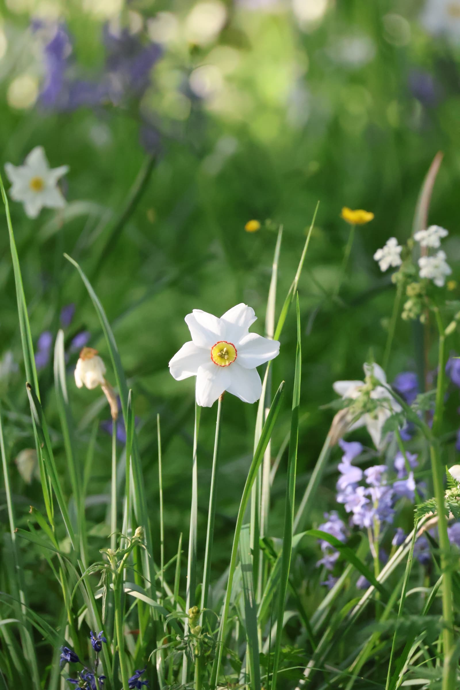 Flower 495