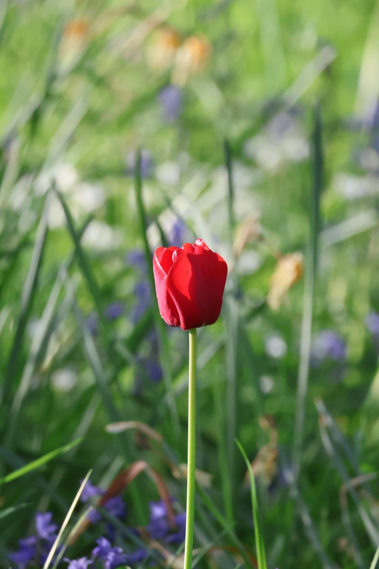 Flower 494