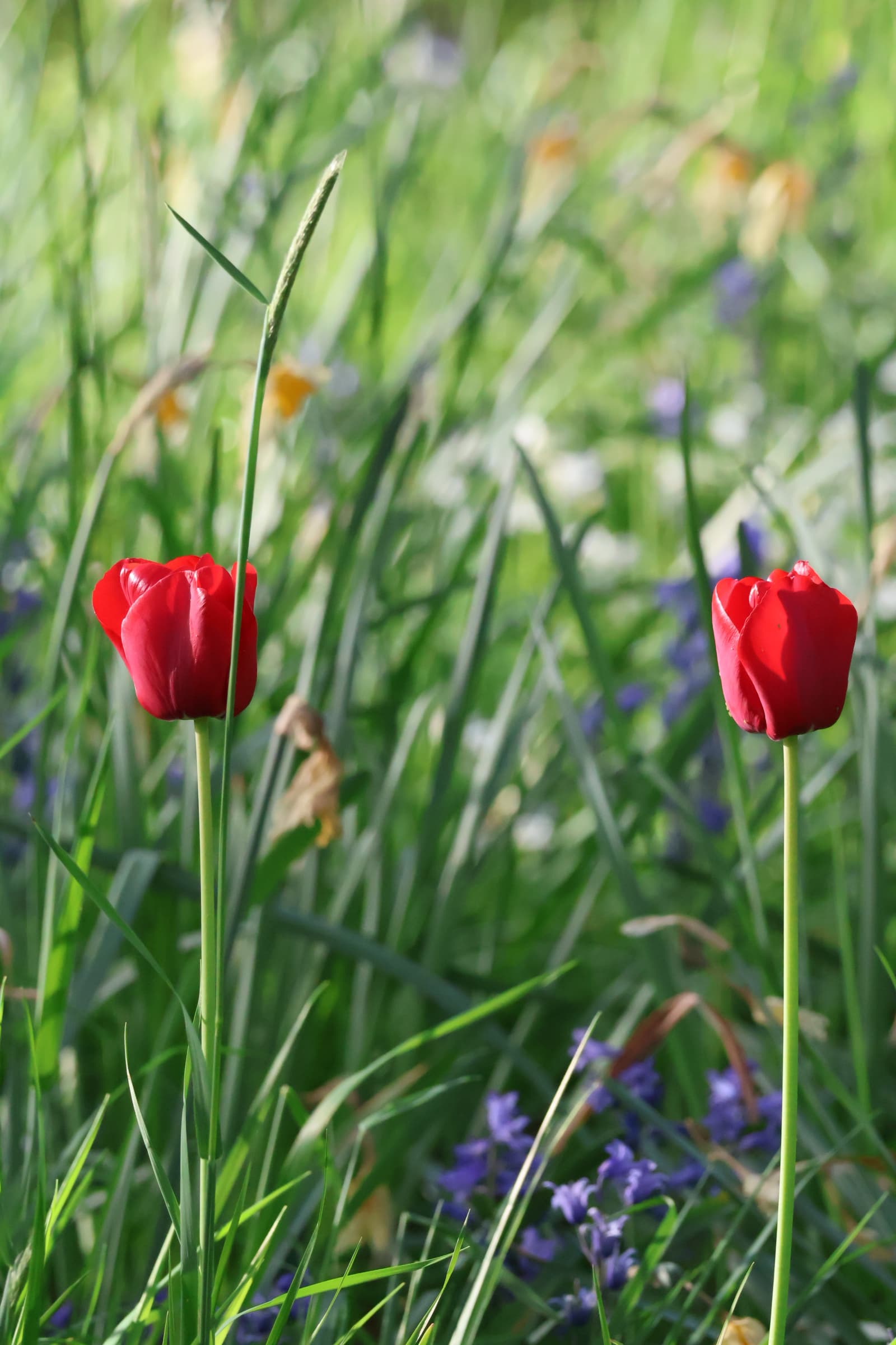 Flower 297