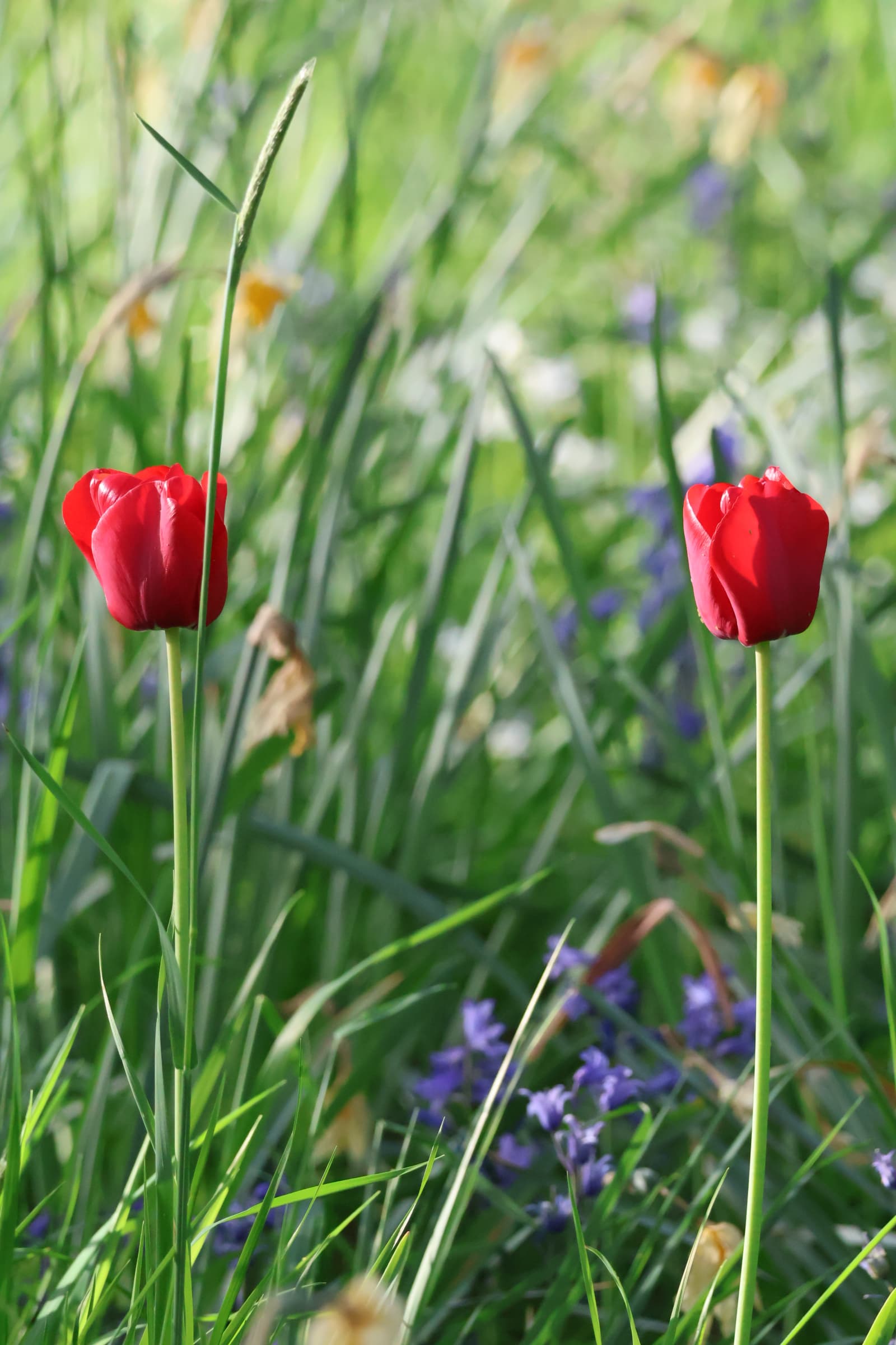 Flower 546