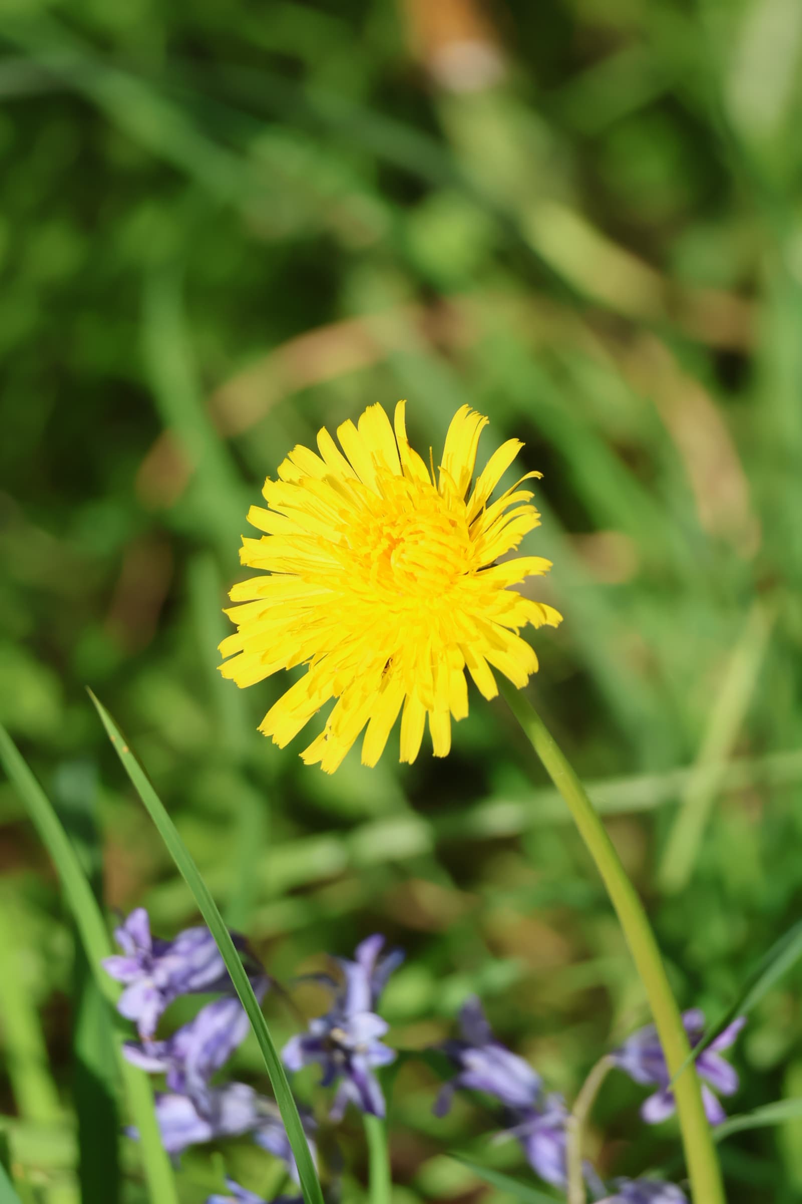 Flower 422