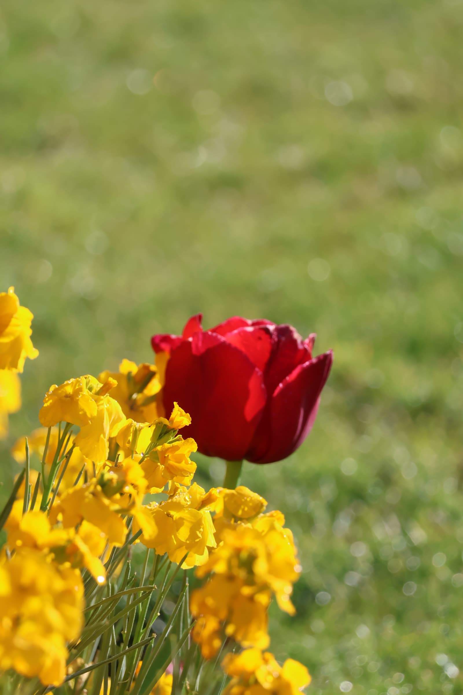 Flower 491