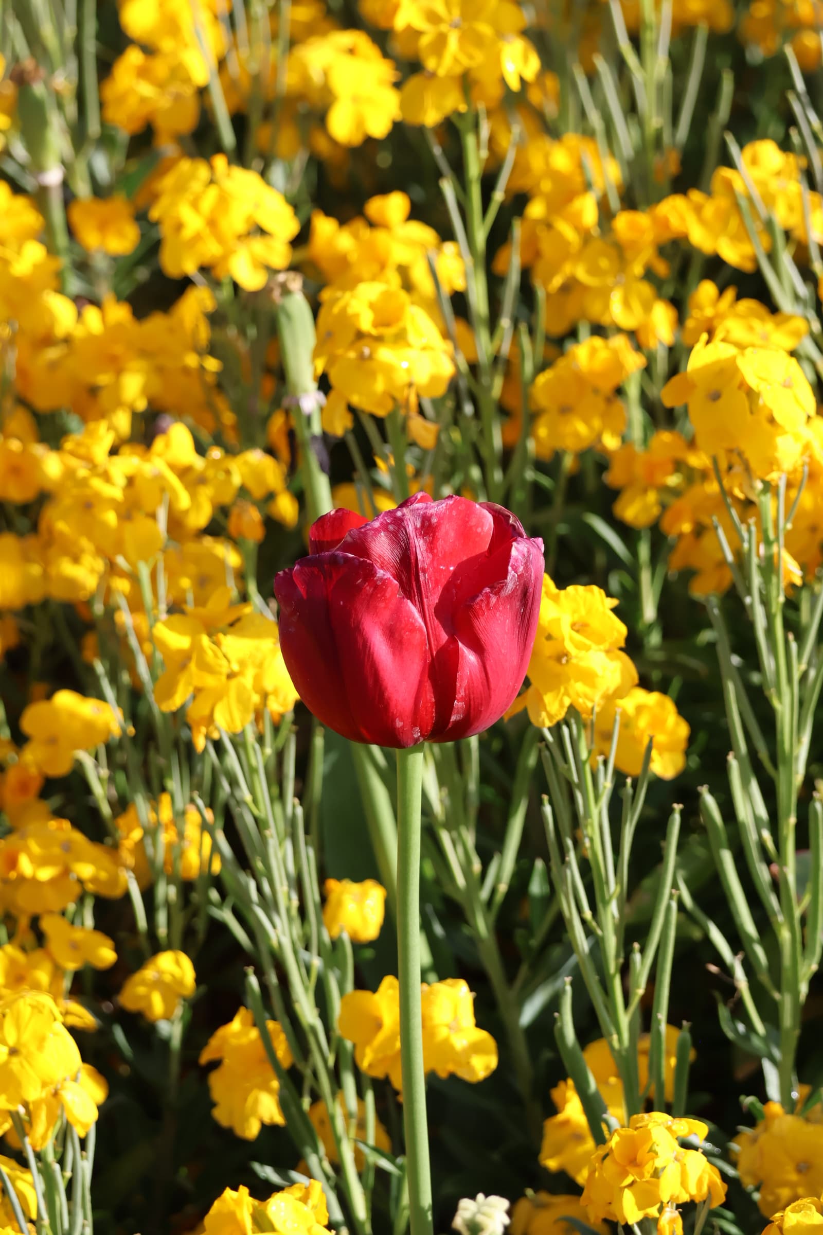 Flower 114