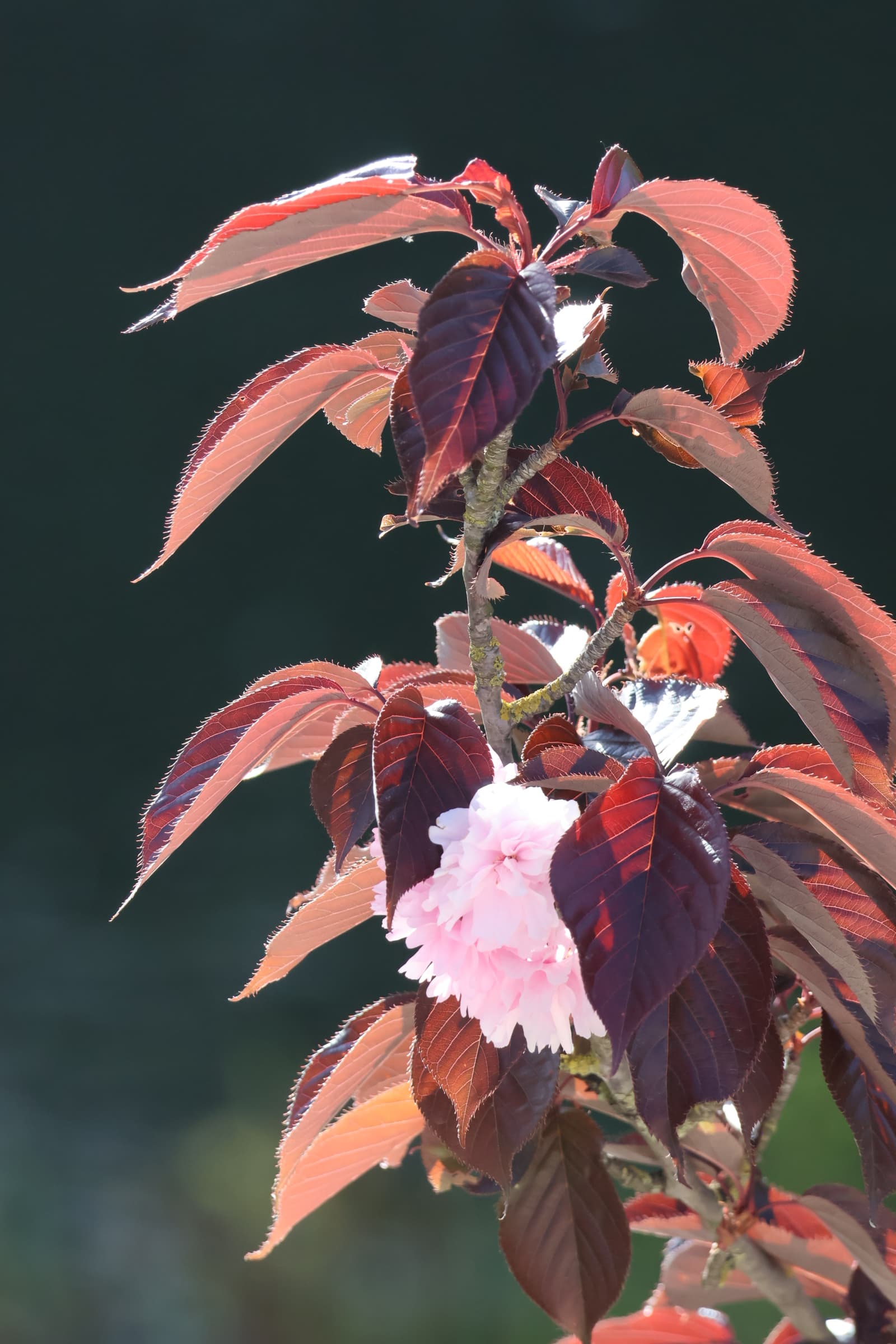 Flower 271