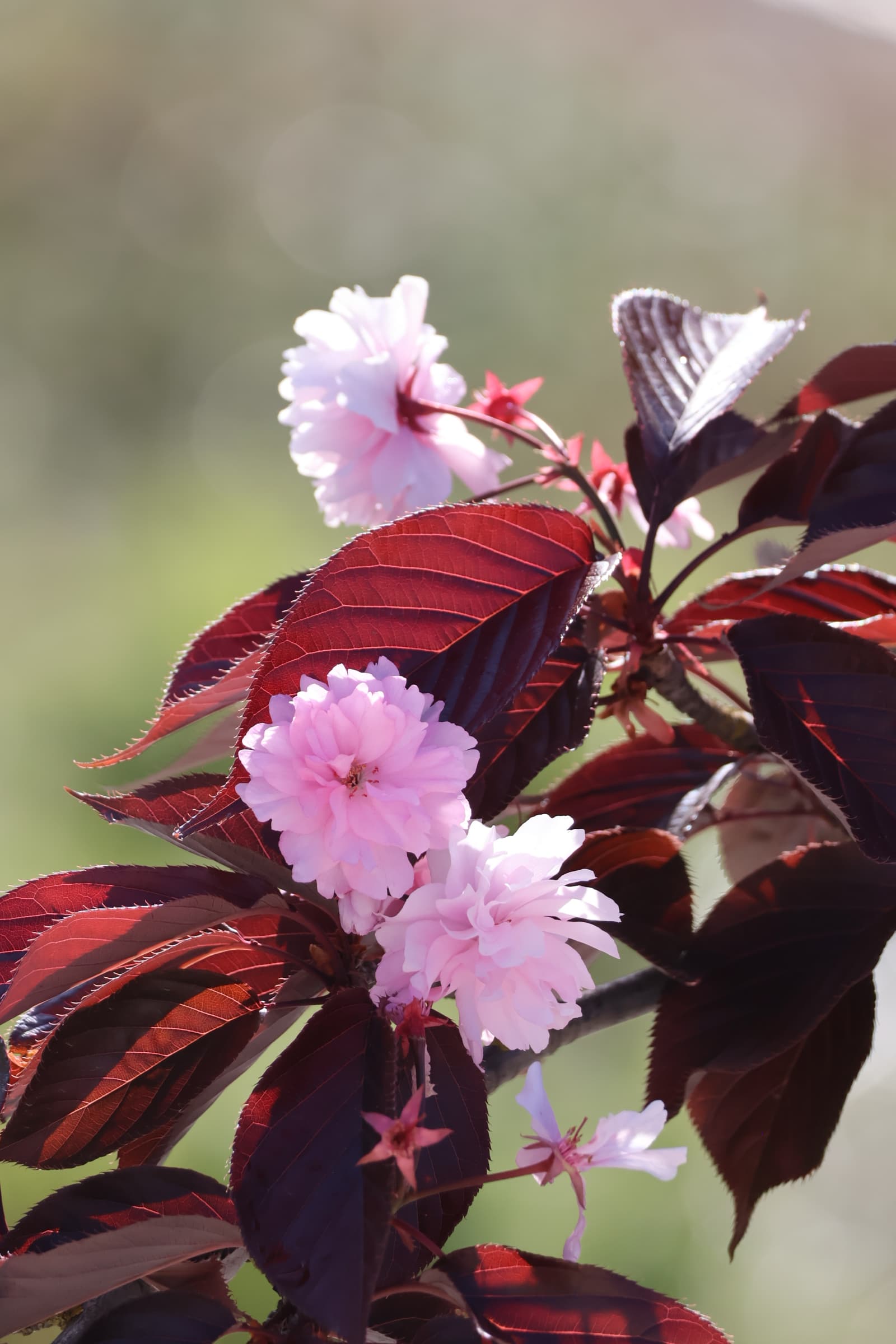 Flower 406