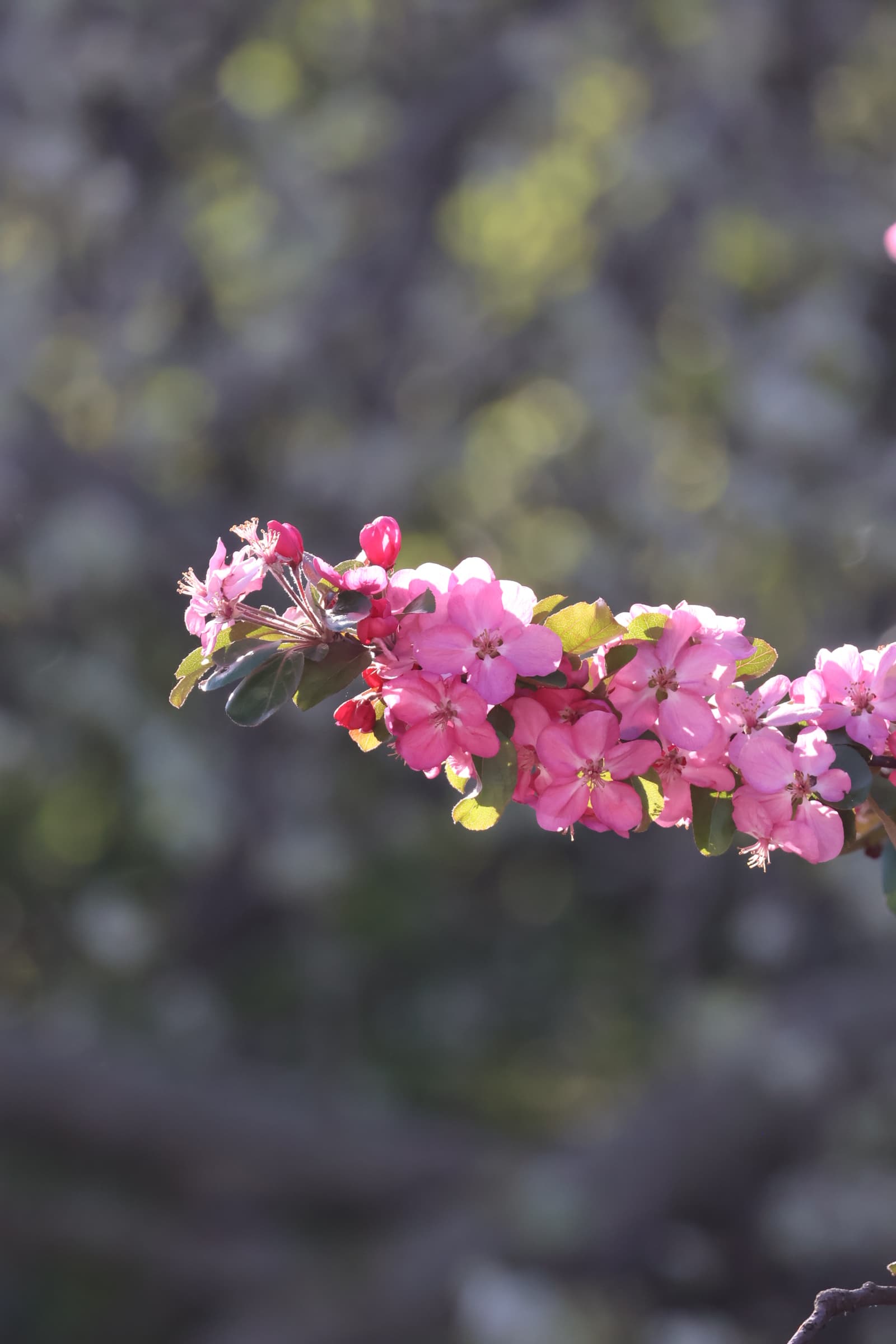 Flower 328