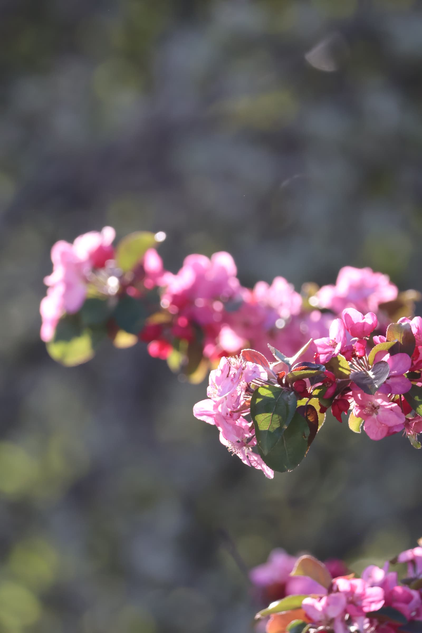 Flower 223