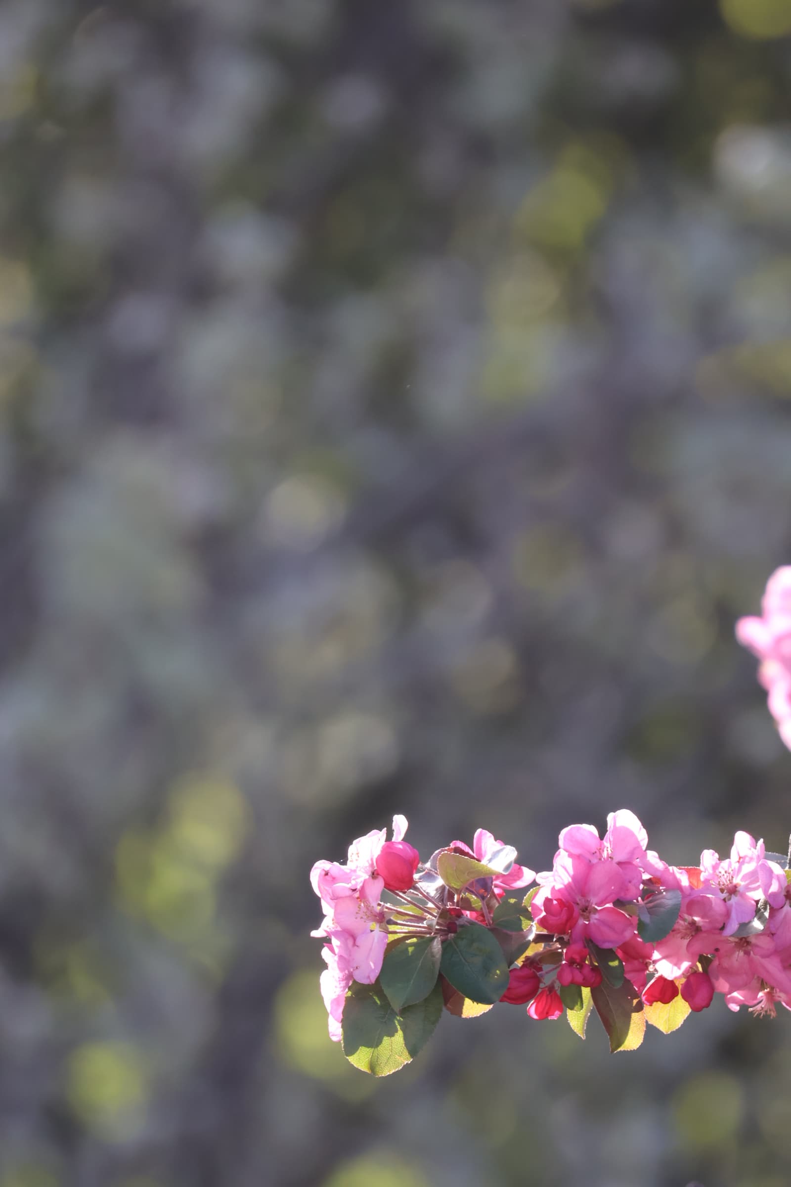 Flower 342