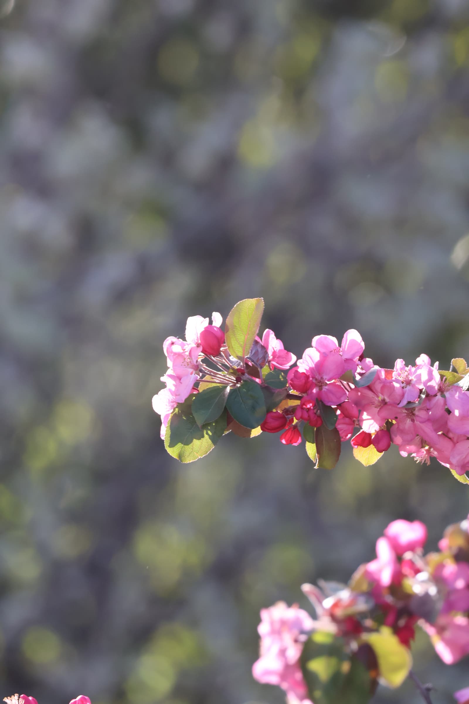 Flower 24