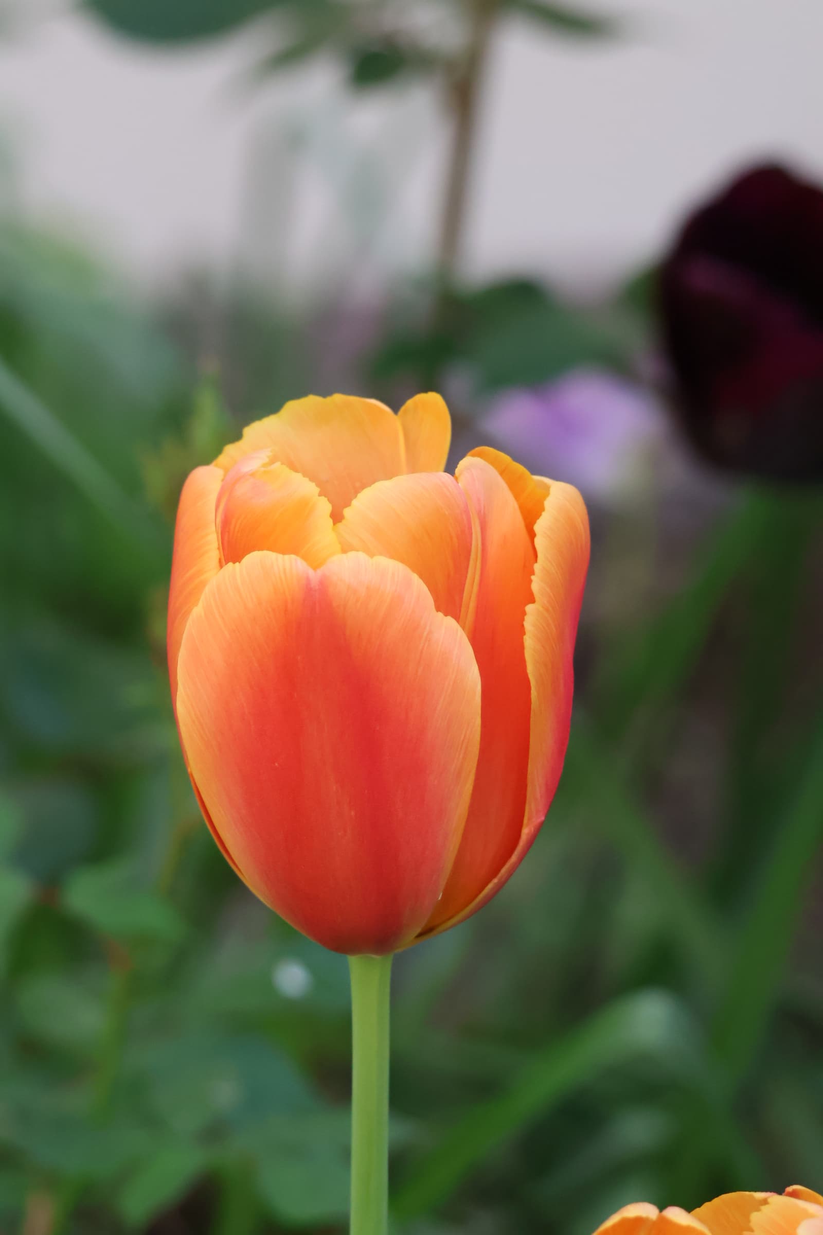 Flower 43