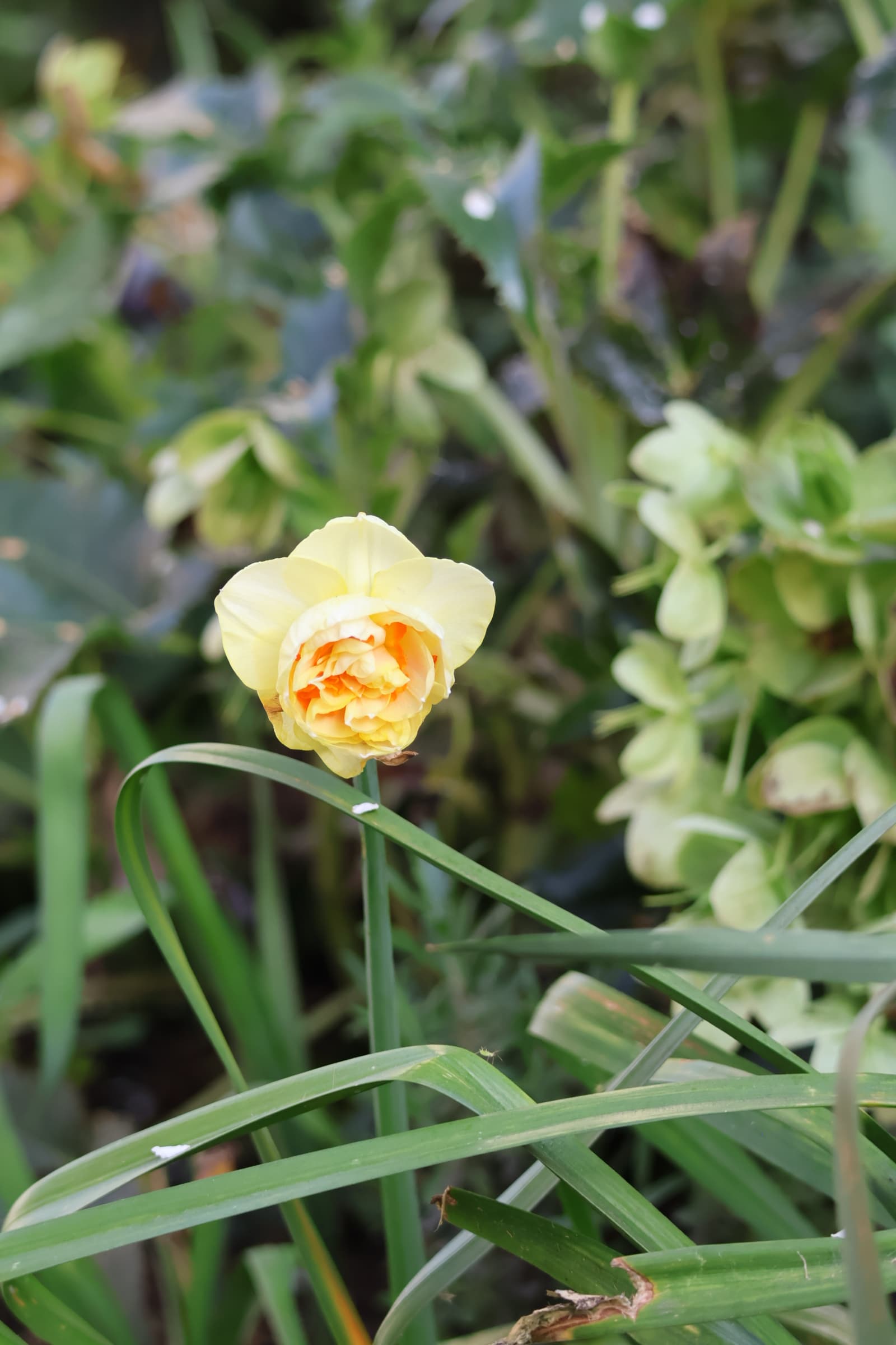 Flower 538