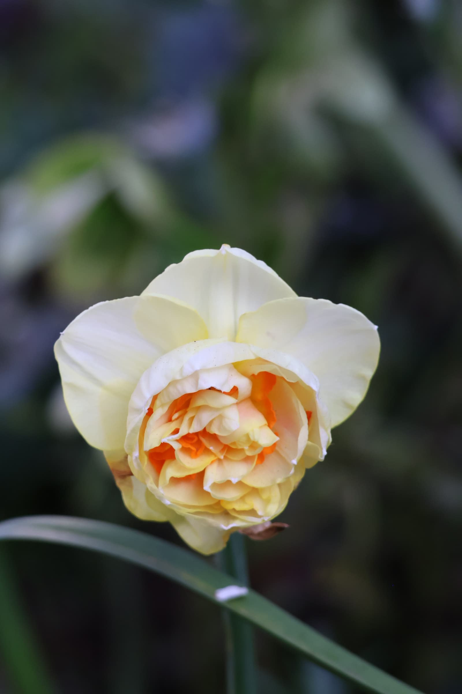 Flower 517