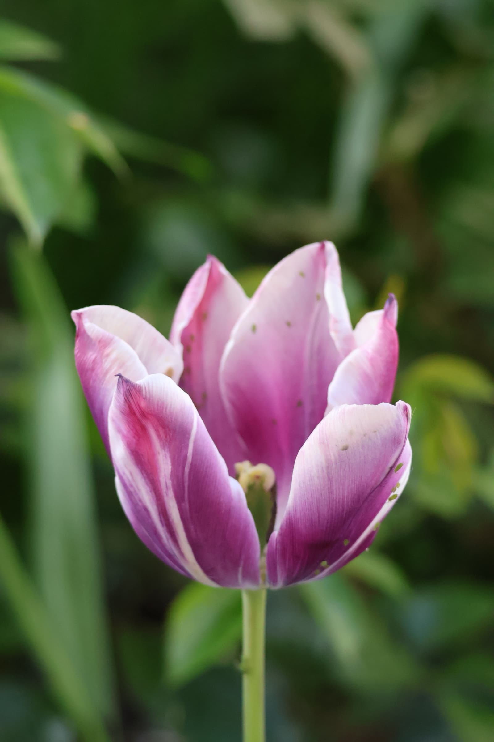 Flower 83