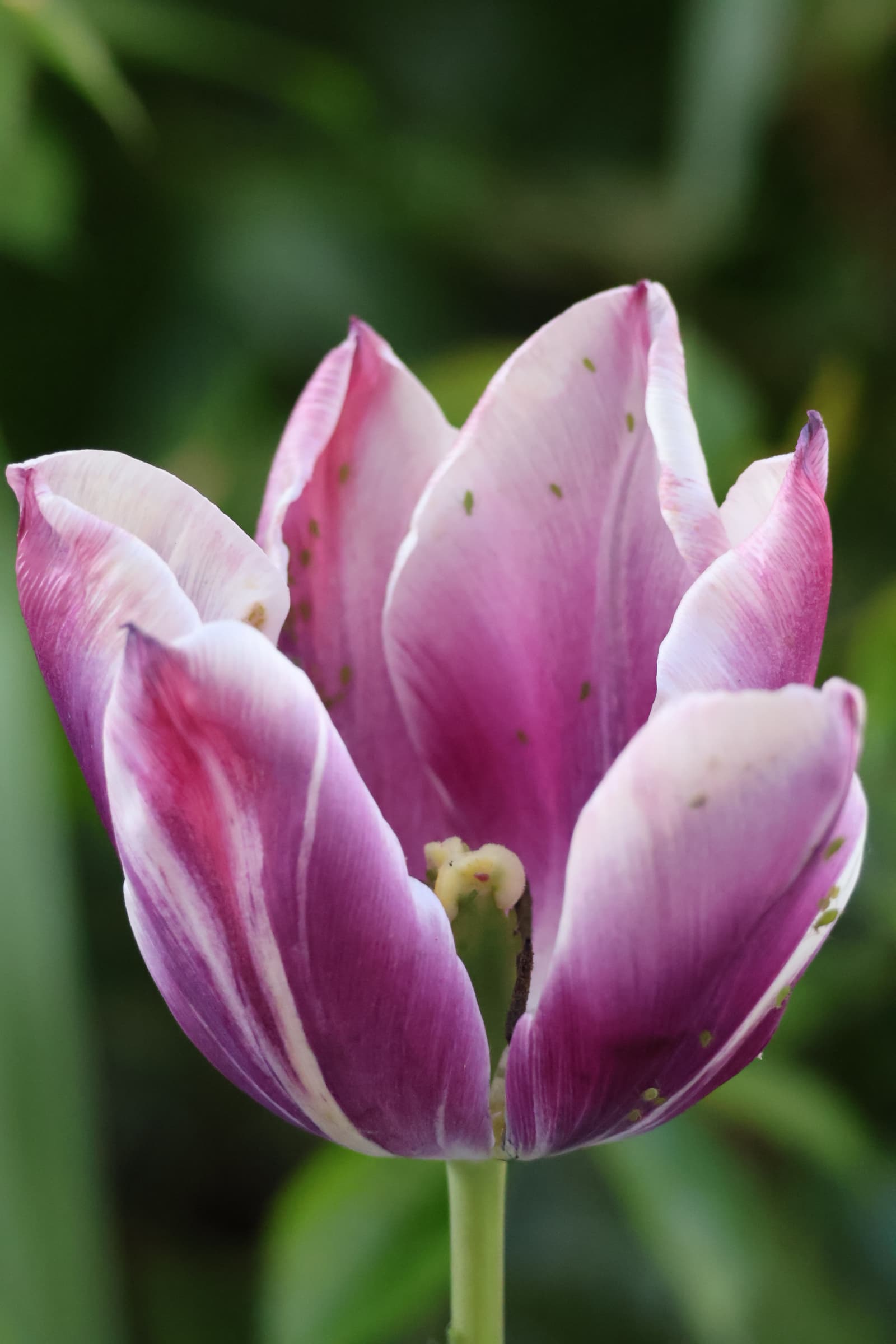 Flower 321