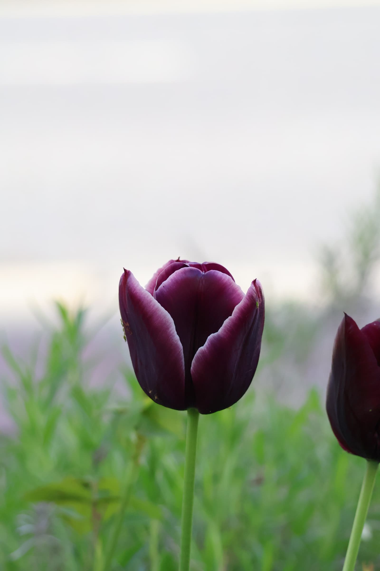Flower 364