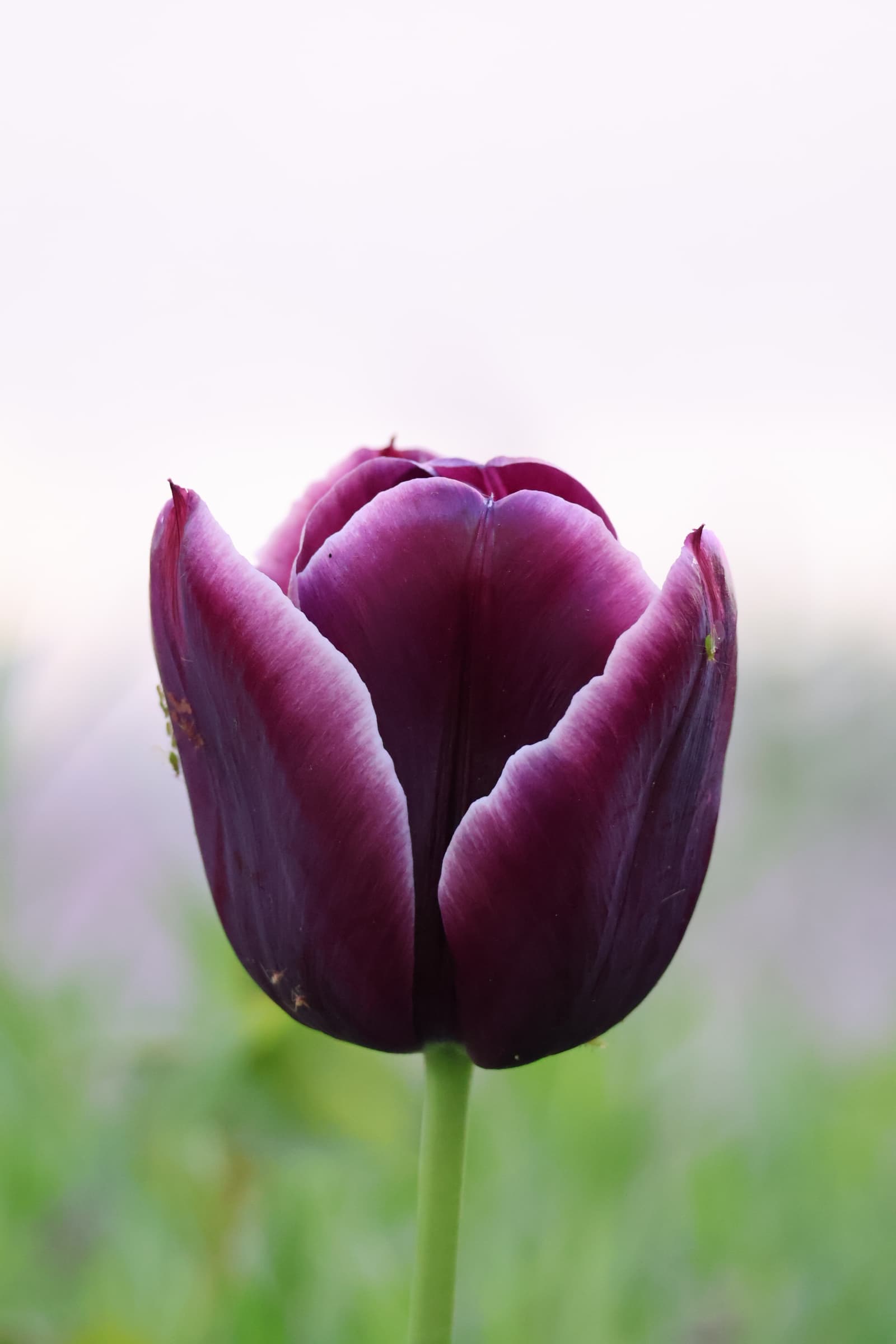 Flower 399