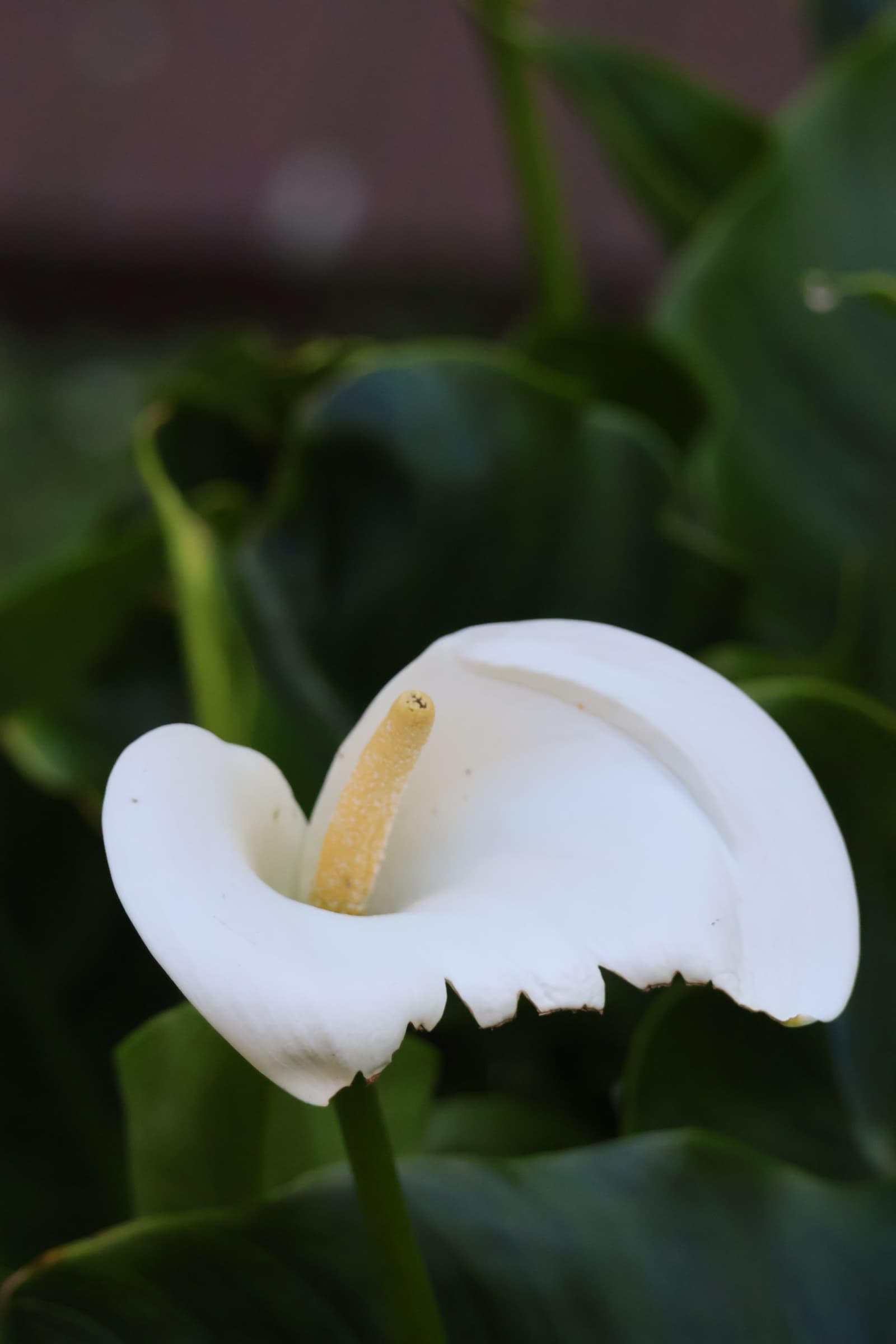 Flower 15