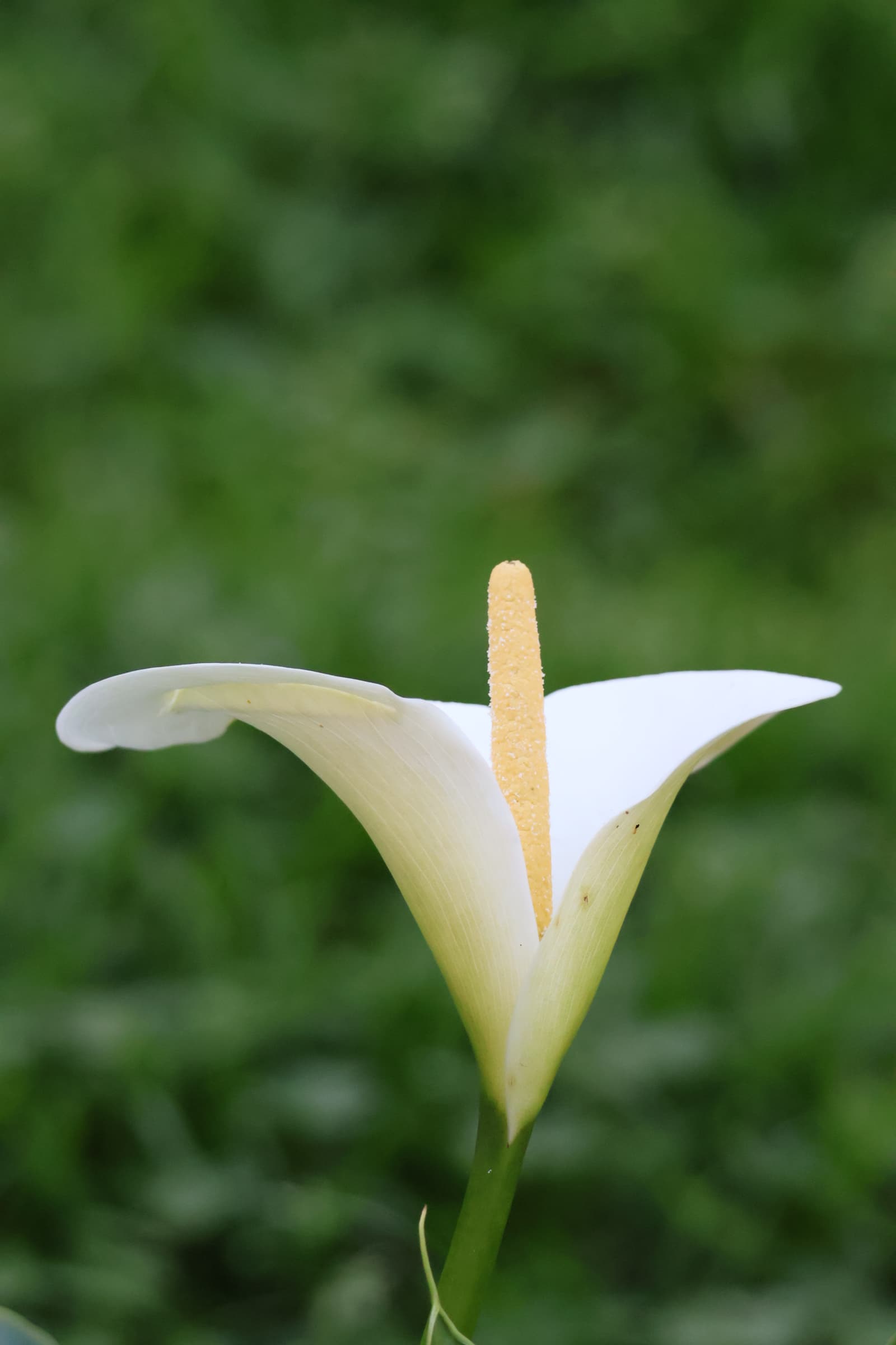 Flower 12