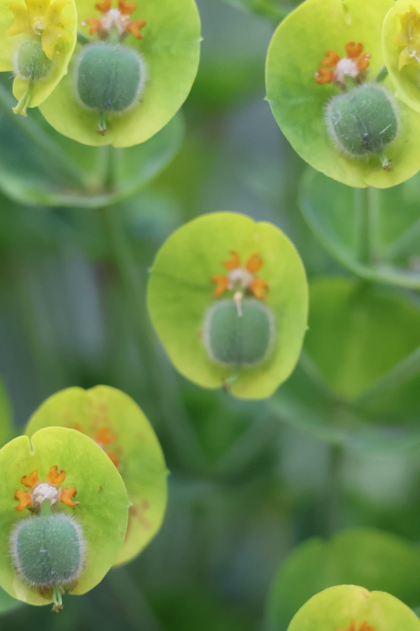 Flower 222