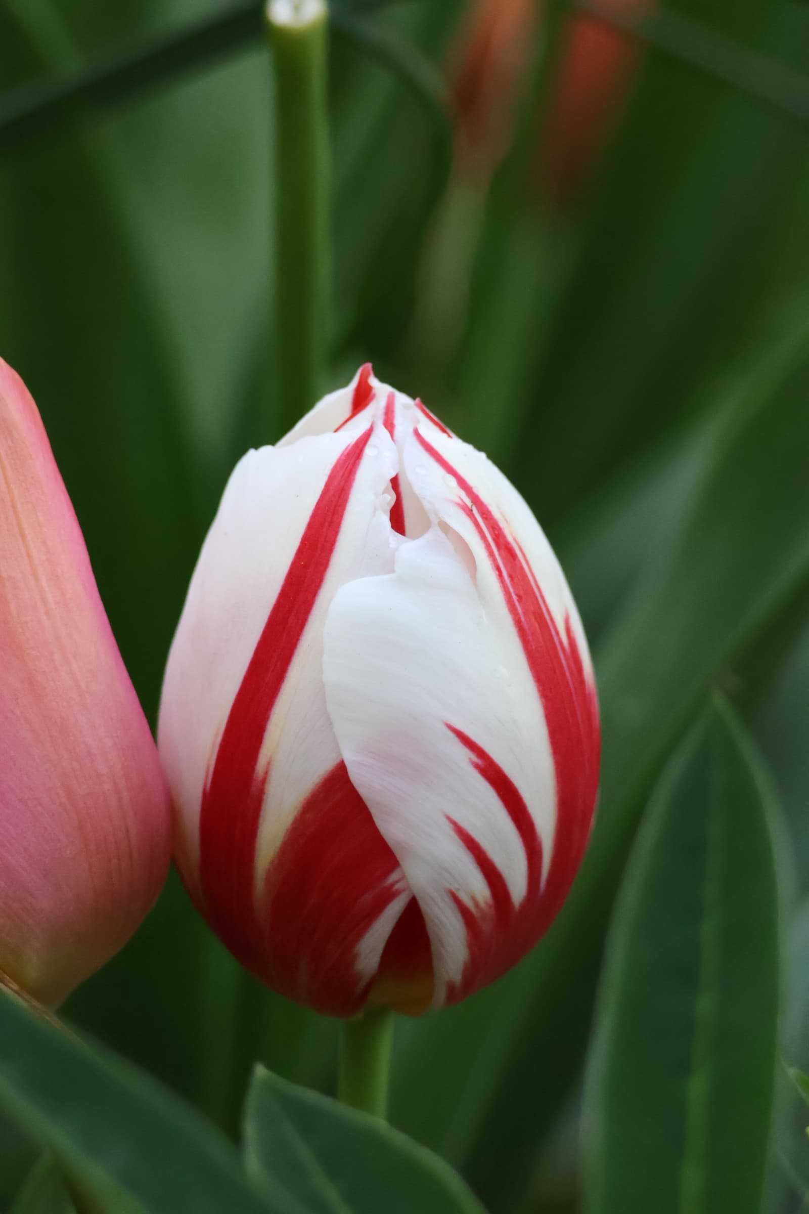 Flower 32